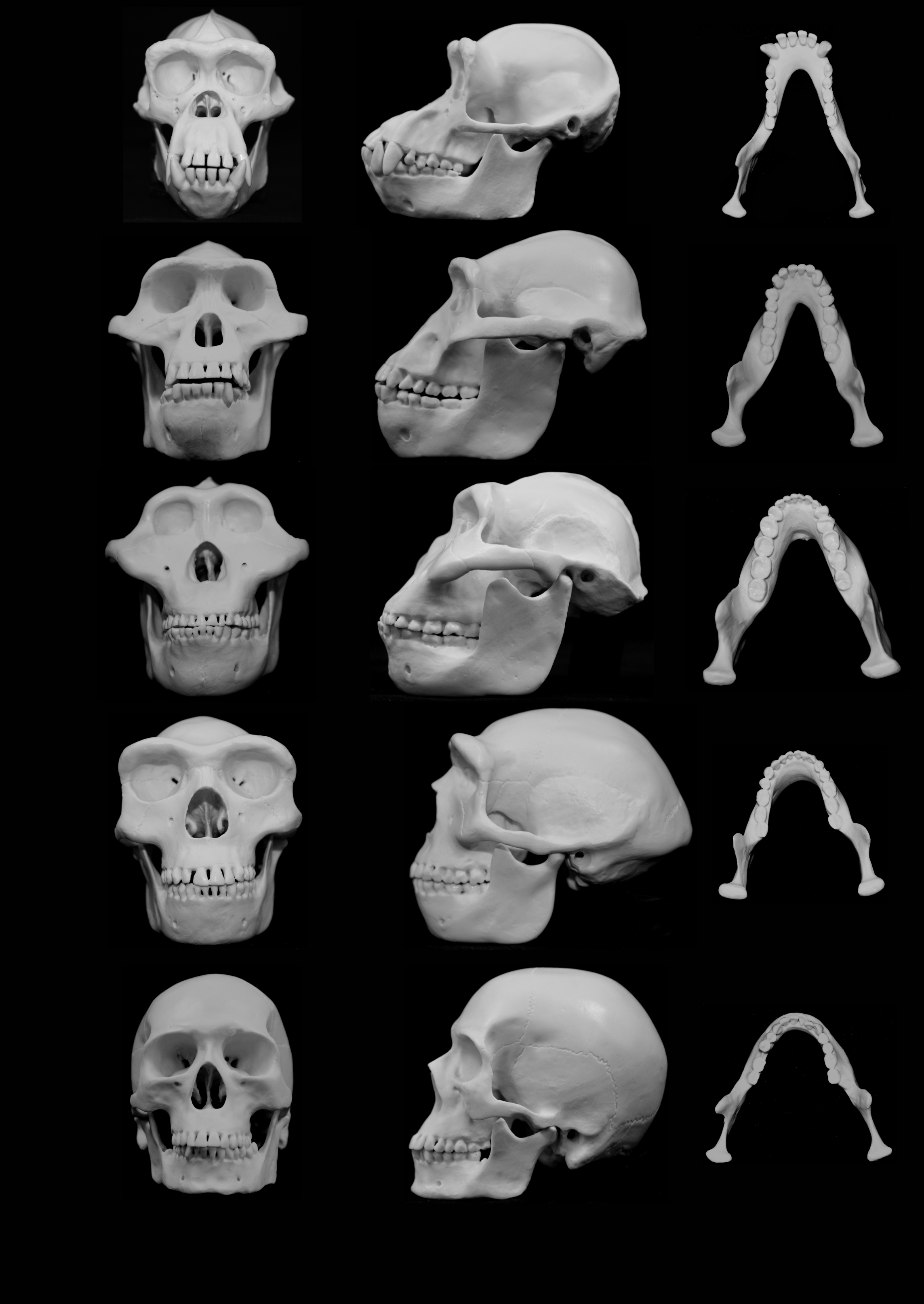 University of Utah (An artist's impression of how human faces may have evolved to minimise injury from punches.)