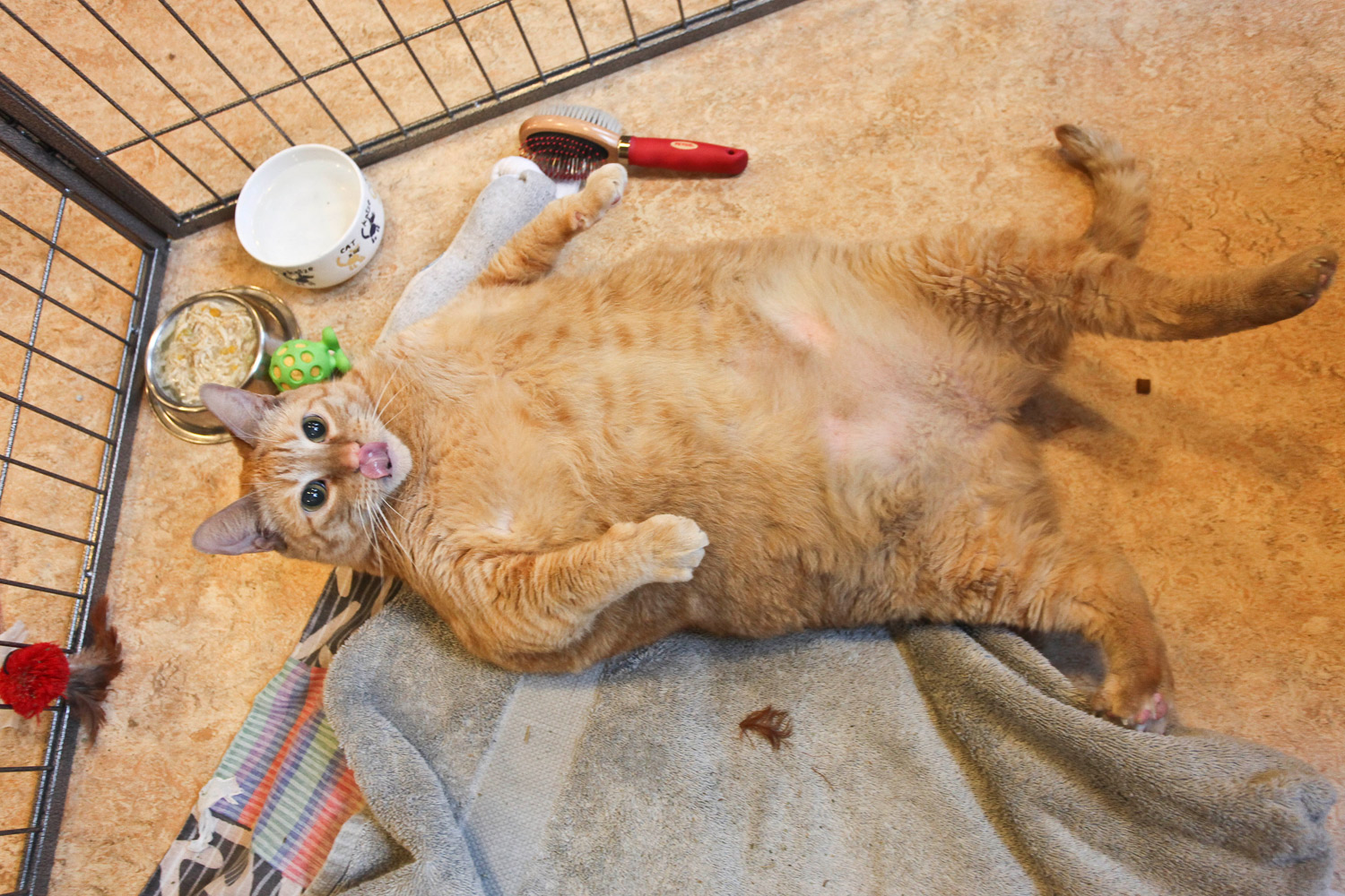 Pet Obesity: Cutest Fat Animals | Time