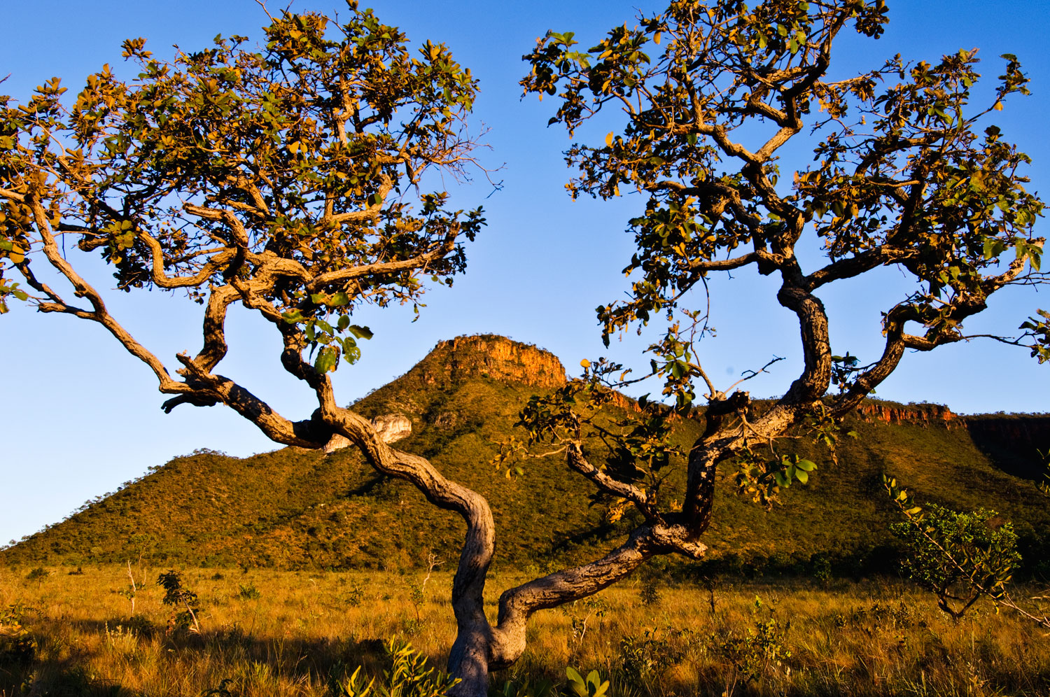 The largest national park of its region, Jalapao, has become an increasingly popular destination for adventure tourists and was even featured on a season of Survivor.