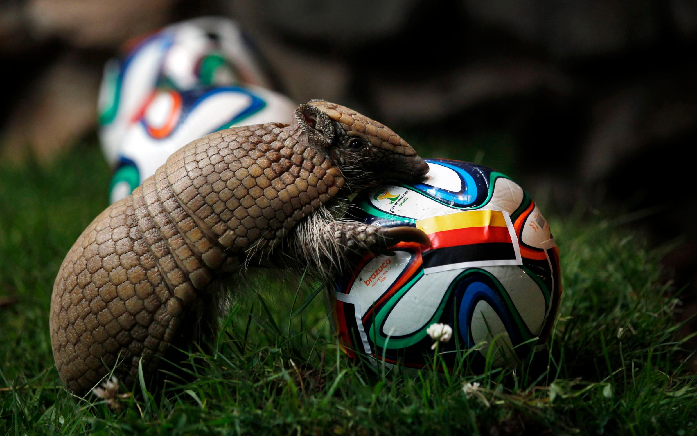 This armadillo named Norman, Germany's World Cup oracle, approaches the soccer ball representing Germany as he makes his prediction for the team's opening World Cup match against Portugal on June 16, at the zoo in Muenster, Germany on June 13, 2014.