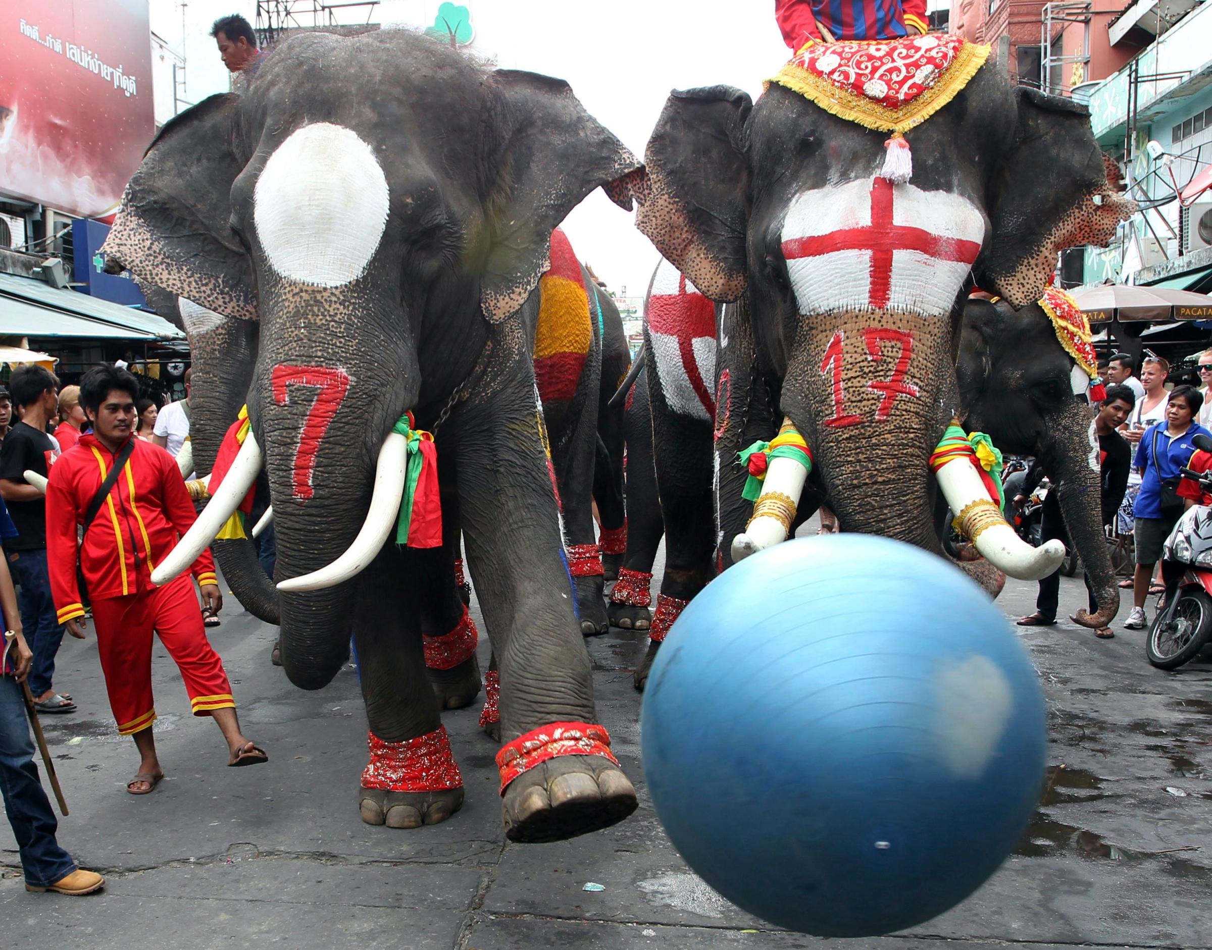Elephants fight for the ball during an event to celebrate the opening of the World Cup soccer tournament in Brazil at a popular tourist destination in Bangkok, Thailand on Friday, June 13, 2014.