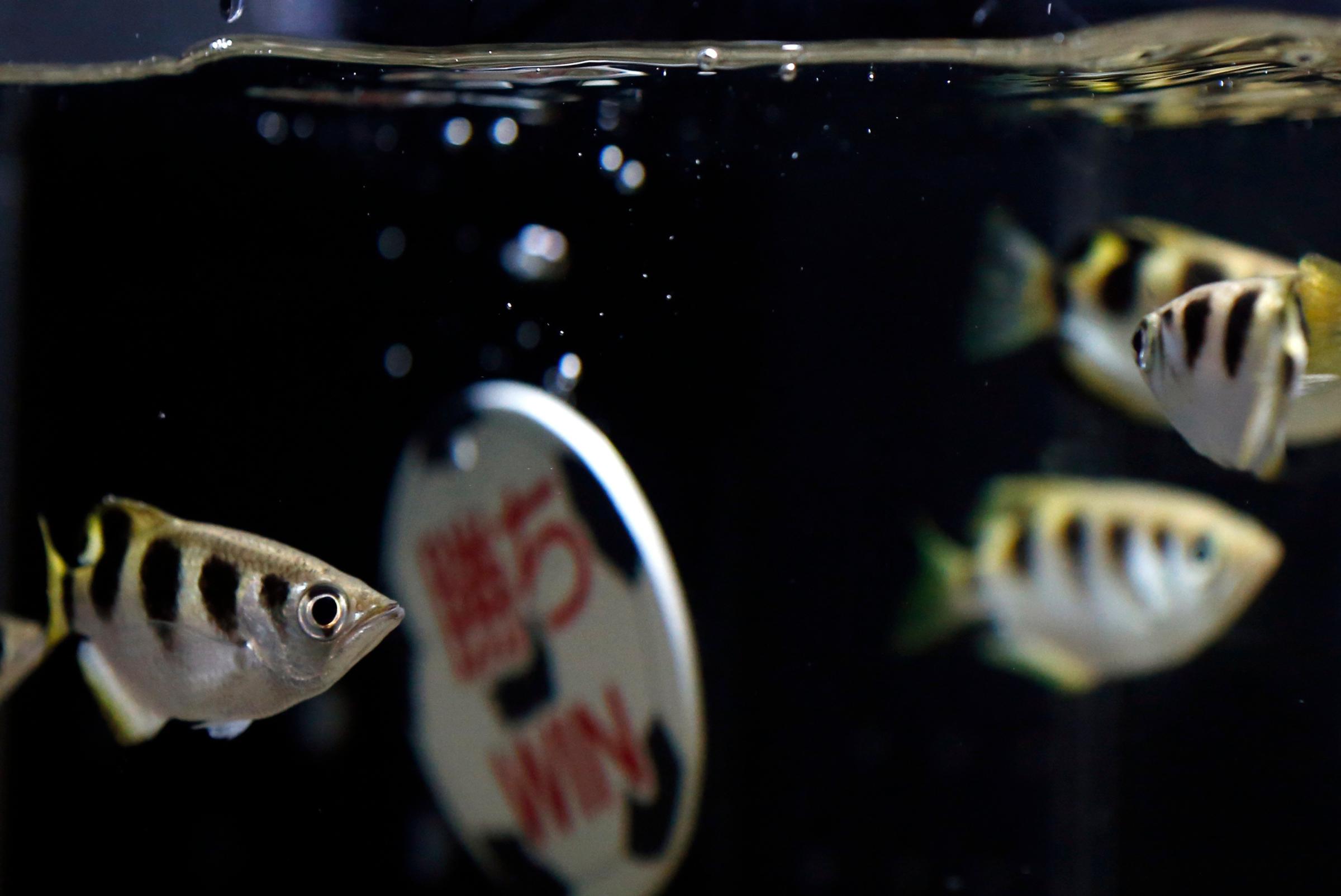 Archerfish predict Japan's victory in their 2014 World Cup soccer match against Ivory Coast by hitting the plate coated with their bait and written with the word "Win", with powerful jets of water shot from their mouths, at Shinagawa Aqua Stadium aquarium in Tokyo on June 13, 2014.