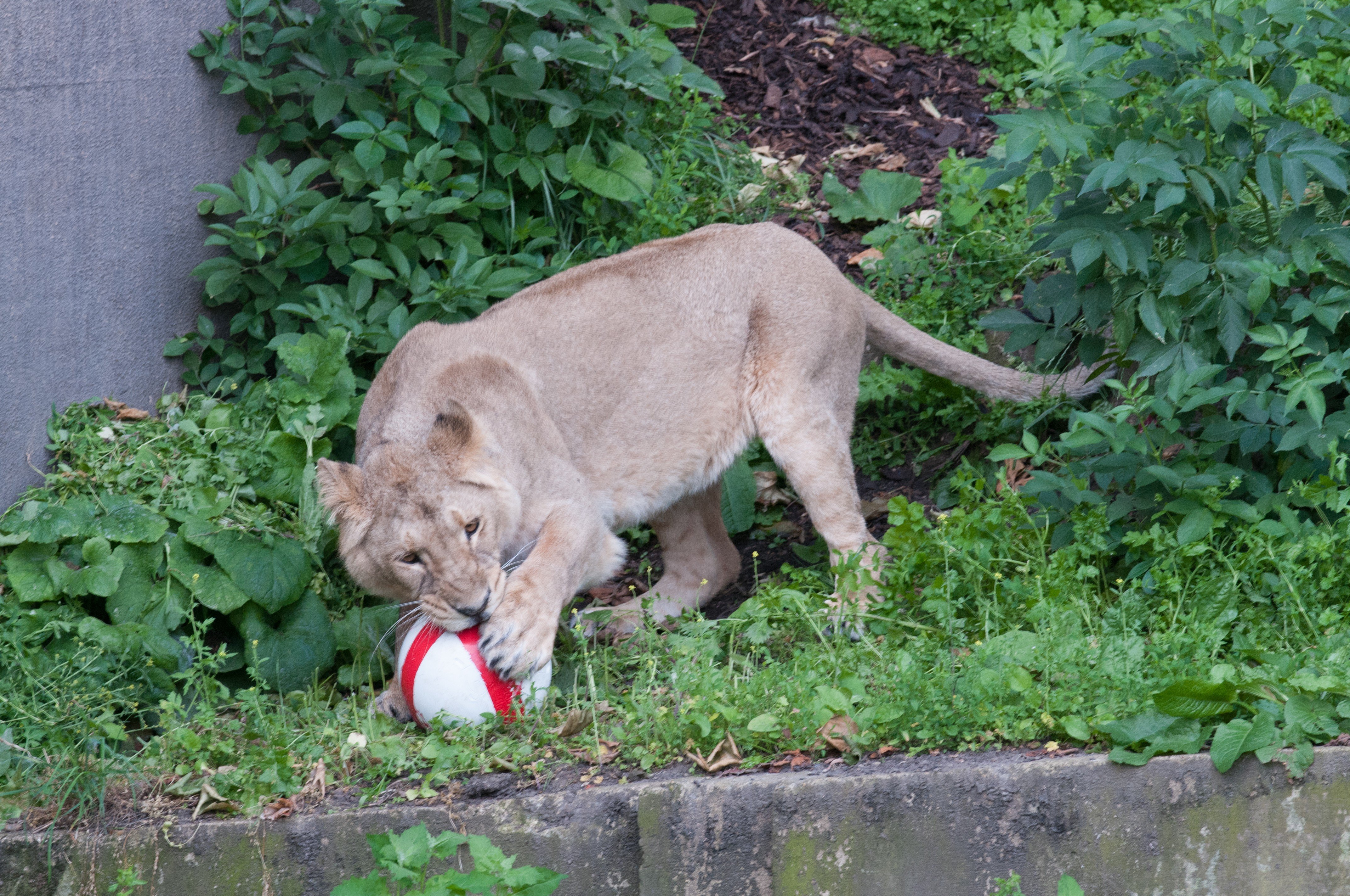A lion at the London Zoo plays with a football in honor of the 2014 World Cup kick off in London on June 12, 2014.