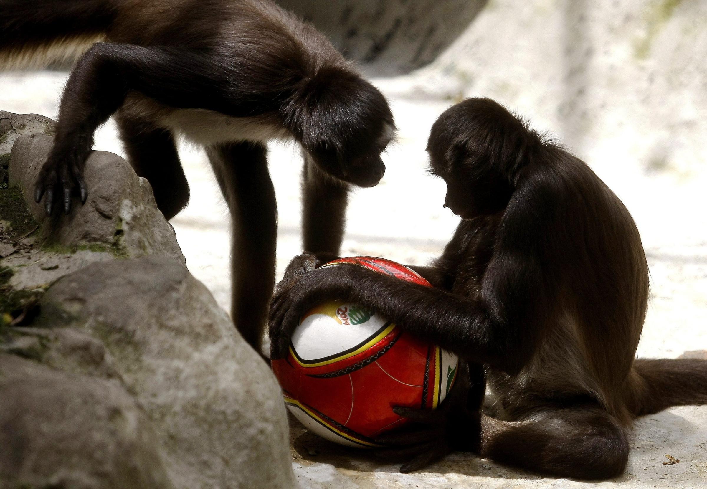 Two monkey play with a soccer ball at the Zoo of Santa Fe in Medellin, Colombia, on June 12, 2014.