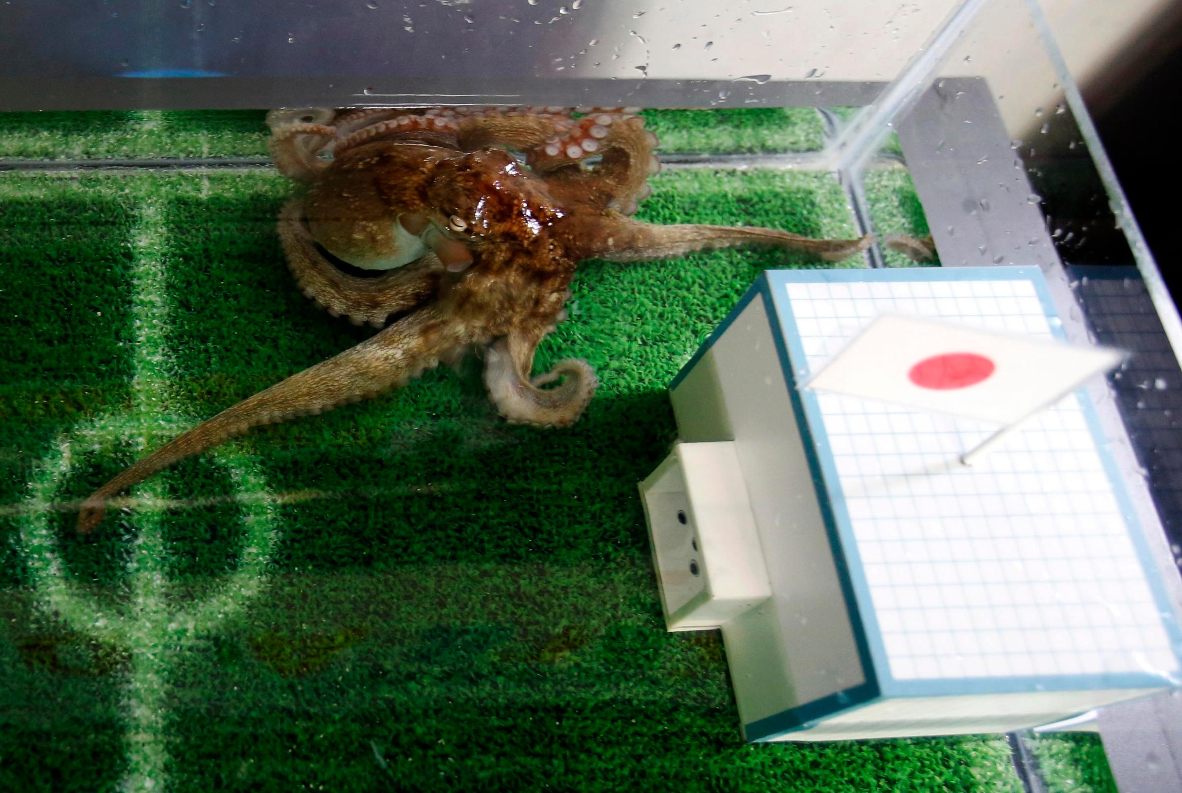 An octopus named Hacchan predicts Japan's victory in their match against Ivory Coast by choosing the mock goal with the Japanese national flag, at Shinagawa Aqua Stadium aquarium in Tokyo June 13, 2014.
