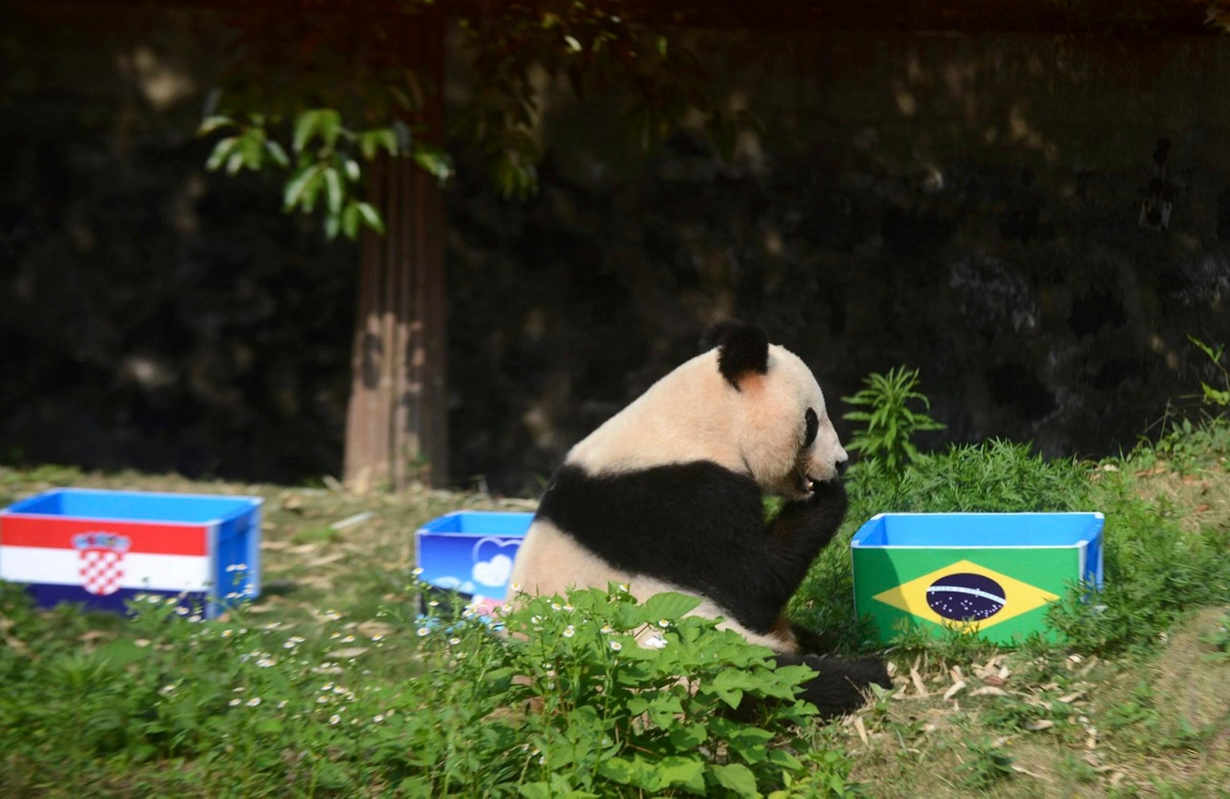 Giant panda Ying Mei sits next to a box of food with the Brazilian flag on it, during an event called "Panda Predicts World Cup Results", in Yangzhou, China on June 12, 2014.