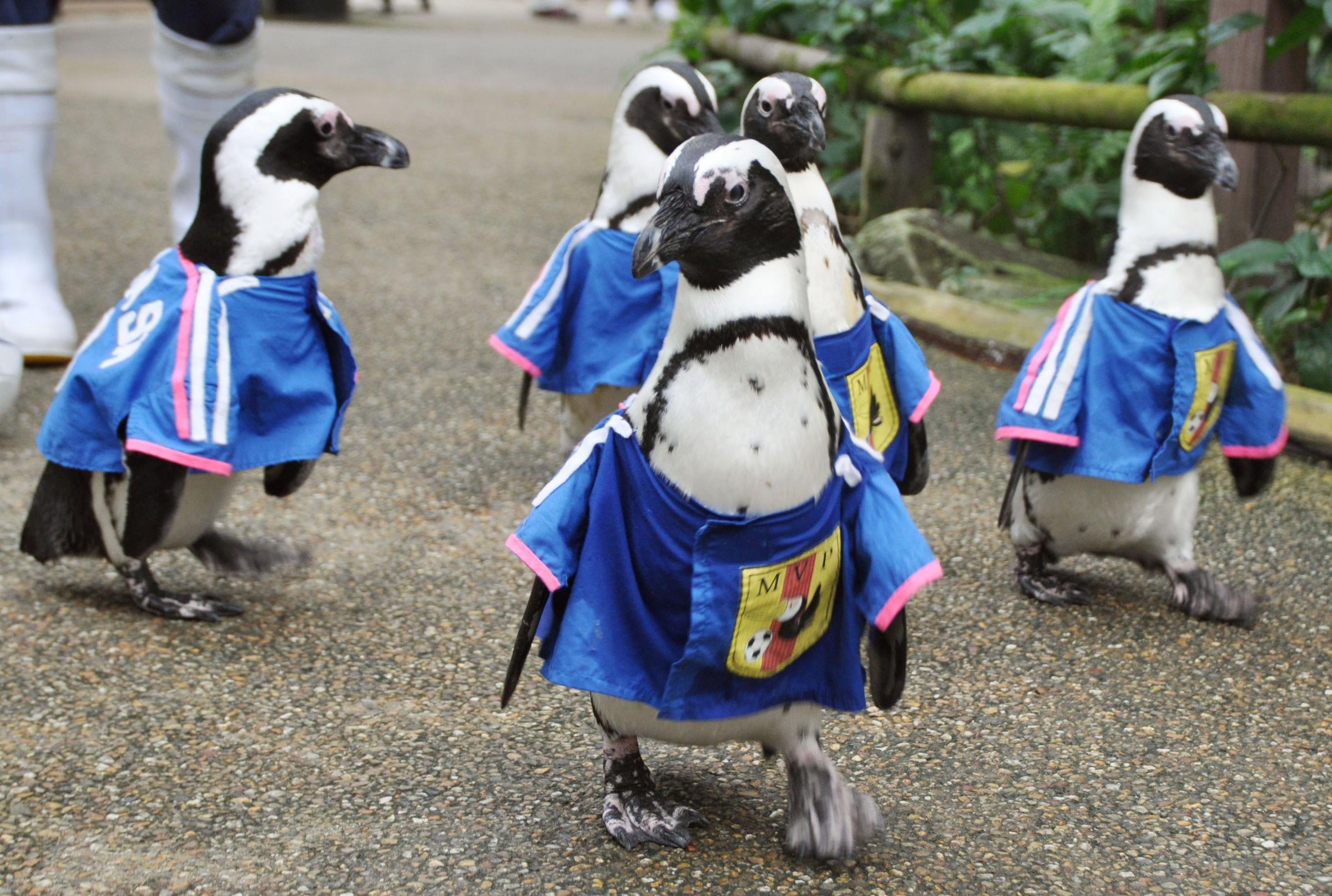 Penguins, each wearing a uniform similar to the jersey of Japan's national football team, walk in Matsue Vogel Park in Matsue, Japan, on June 11, 2014.