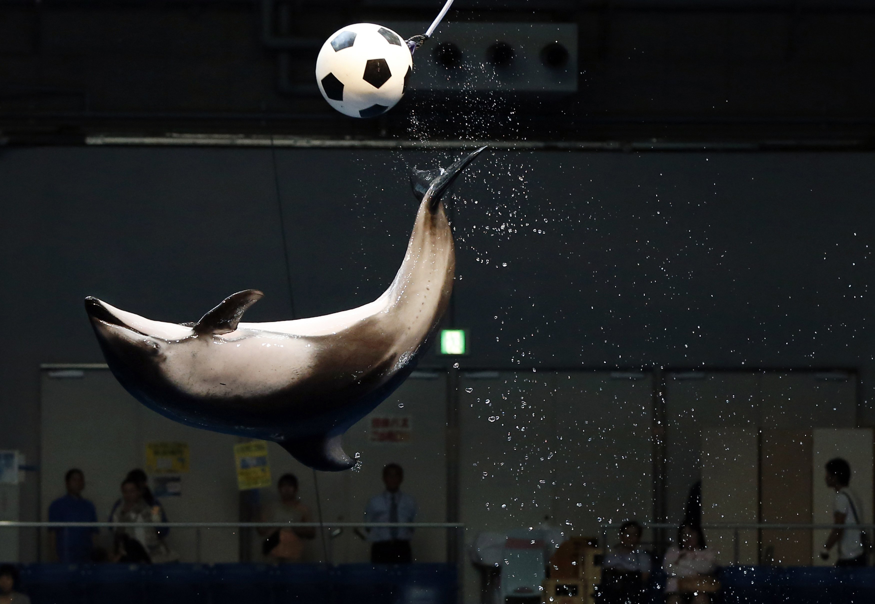 A dolphin jumps out of the water to knock a soccer ball in the air as part of an event in support of Japan's national soccer team at the 2014 World Cup during a show at Shinagawa Aqua Stadium aquarium in Tokyo on June 13, 2014.