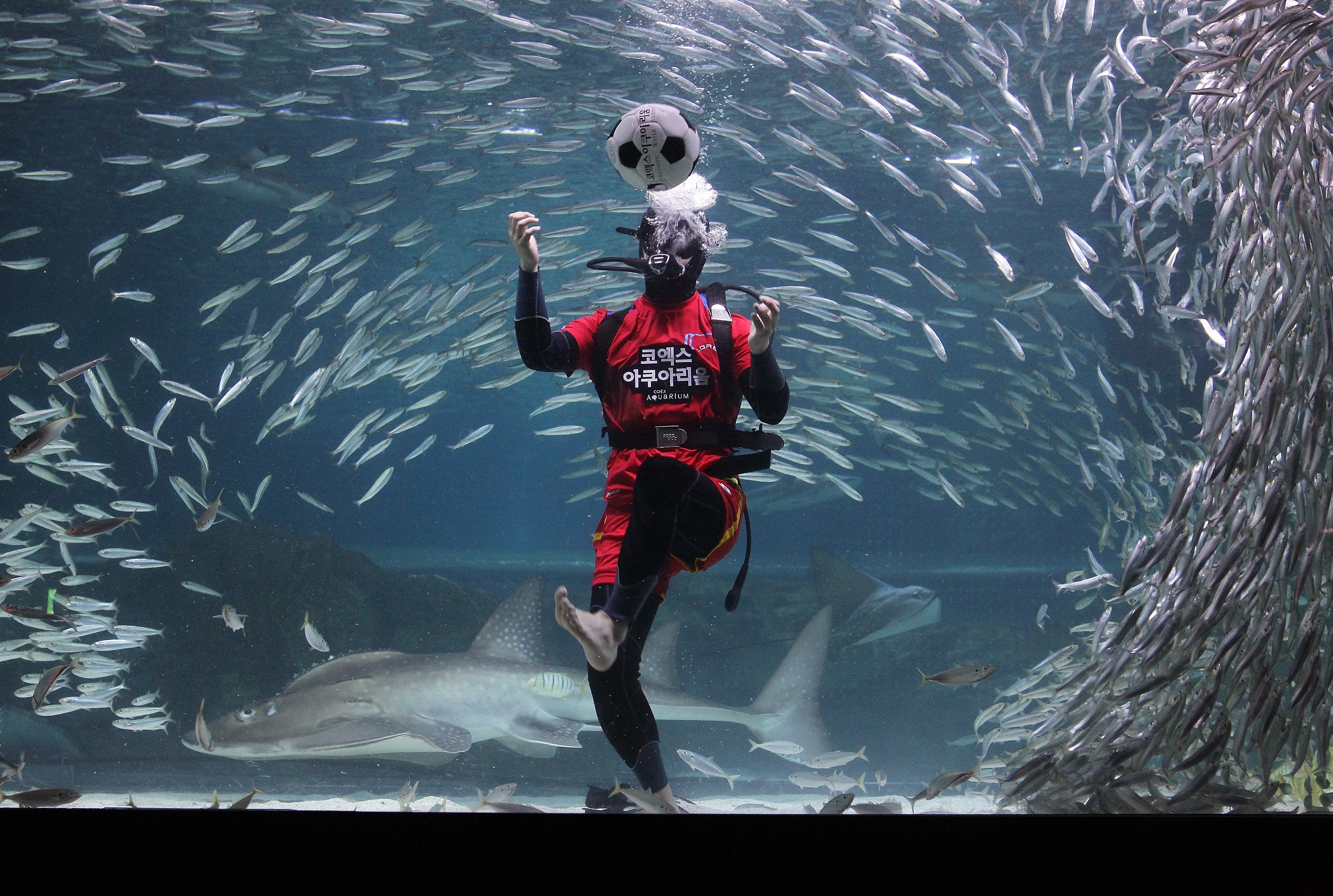 A South Korean diver clad in a soccer uniform swims with sardines at the Coex Aquarium on June 9, 2014 in Seoul.