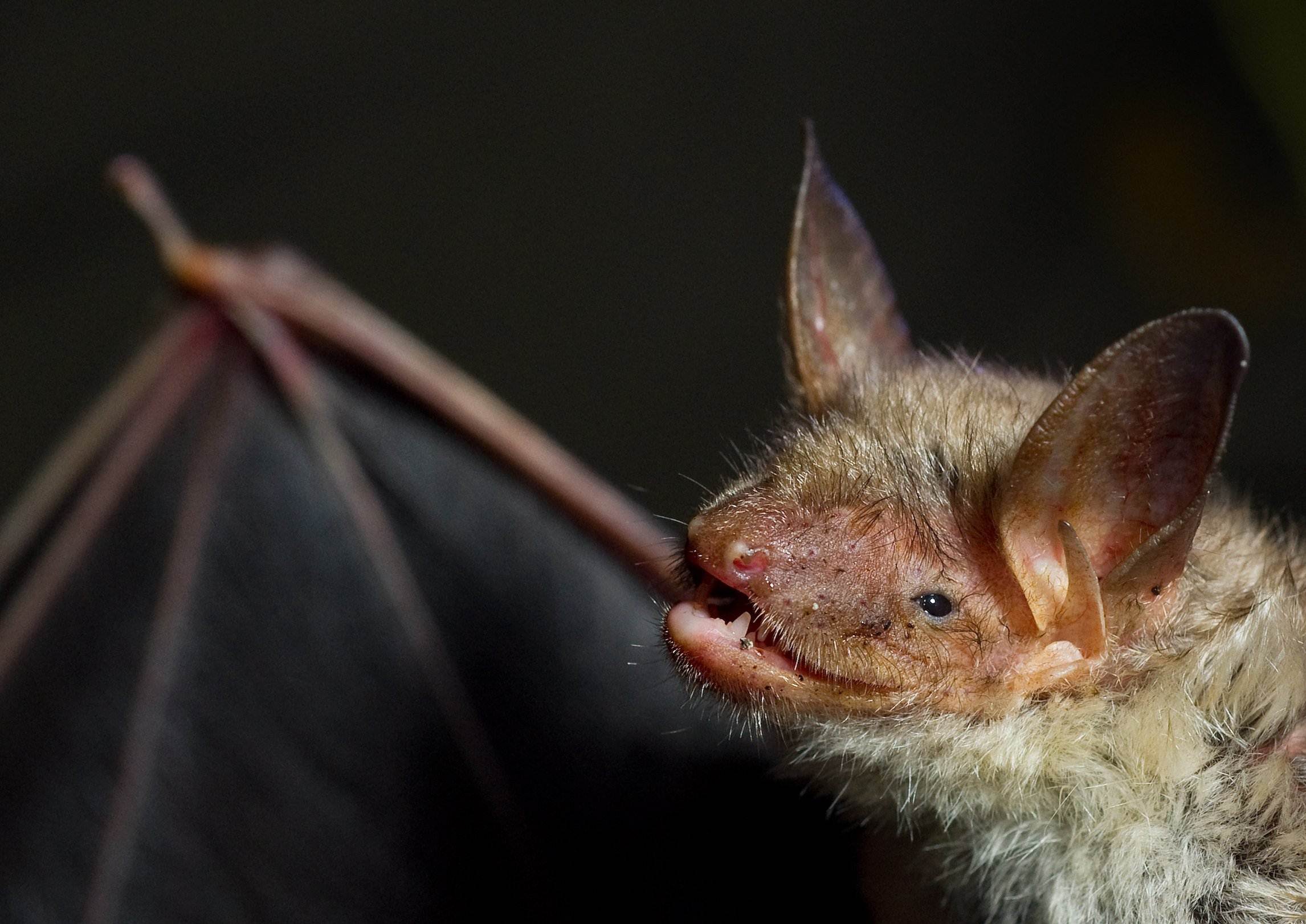 A greater mouse-eared bat is pictured on