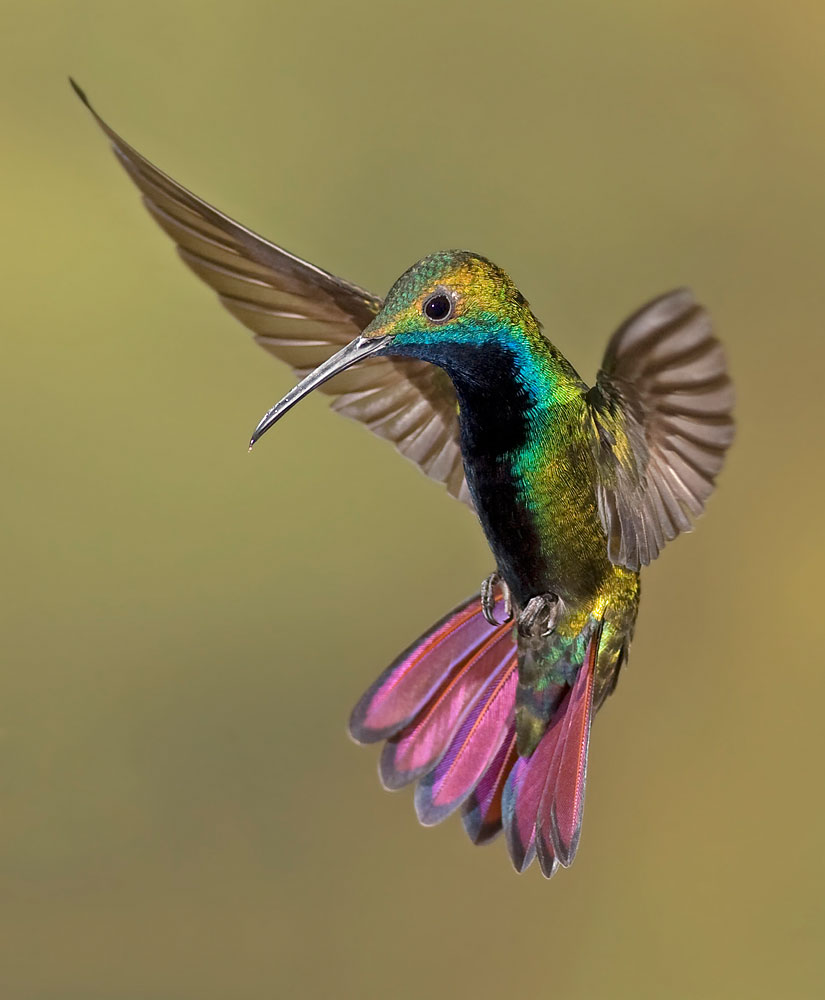 Colorful Humming bird
