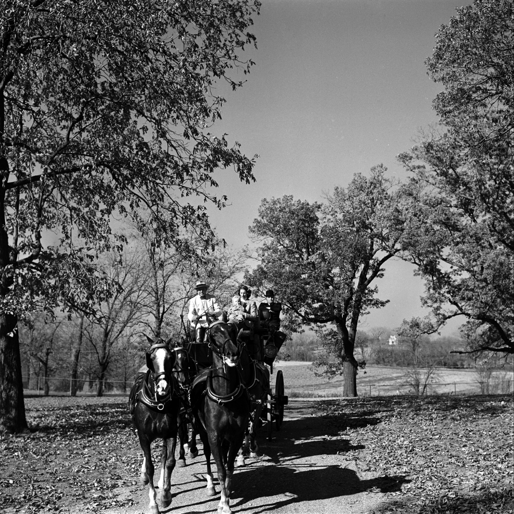 Rolling through the Deer Park on a pleasant afternoon, Gussie, Trudy and Adolphus Busch IV ride a Vigilant coach drawn by four hackneys.