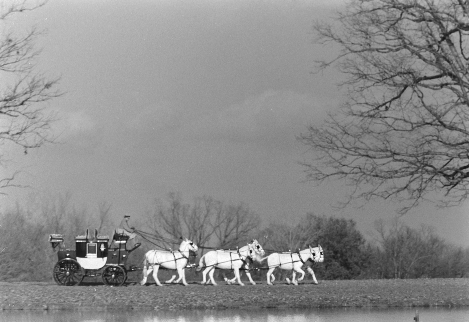 Expertly manipulating a team of six matched white mules, Gussie Busch rolls through the Deer Park at Grant's Farm atop a pony coach.