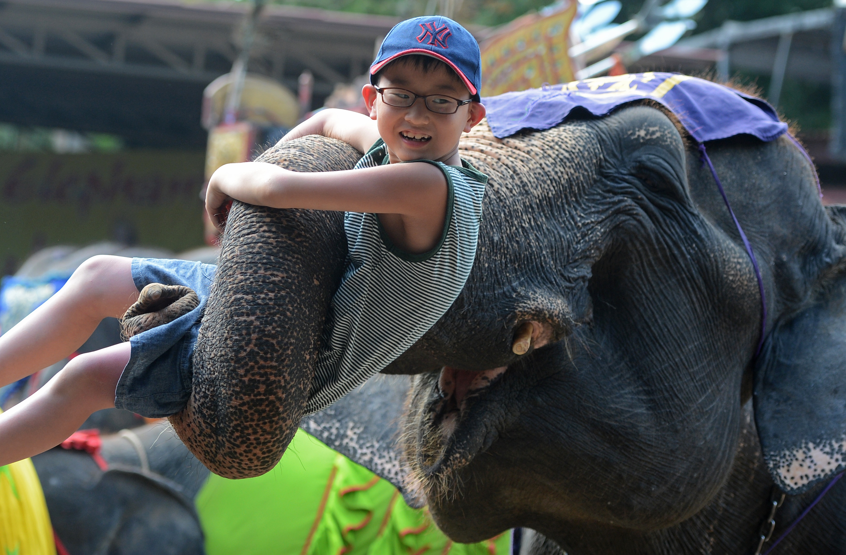 An elephant lifts a tourist during a show in Pattaya, Thailand on March 1, 2013. (Pornchai Kittiwongsakul—AFP/Getty Images)