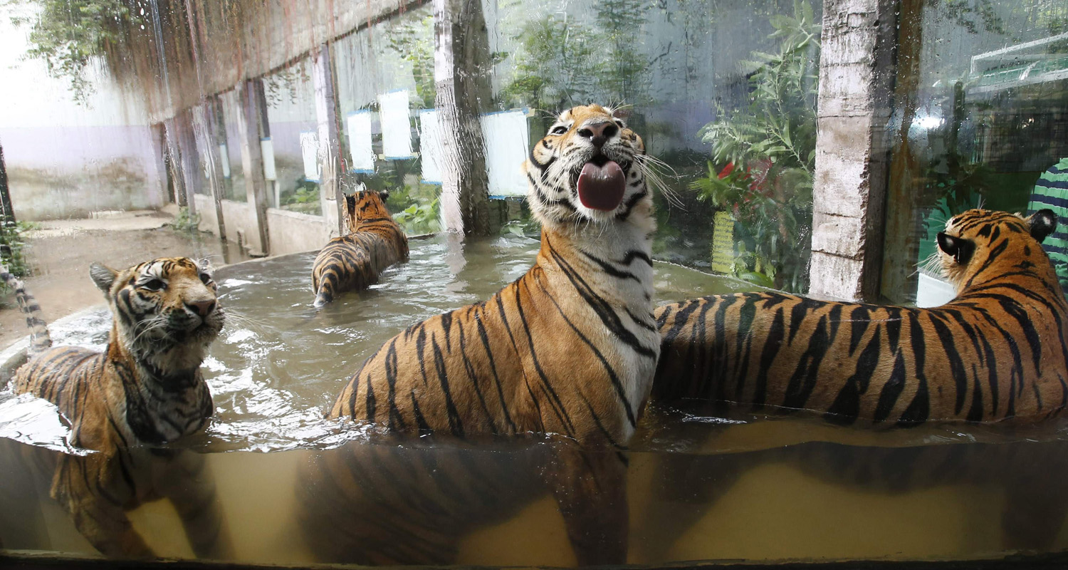 Bengal tigers play in a pool of water at the zoo in Malabon, Metro Manila