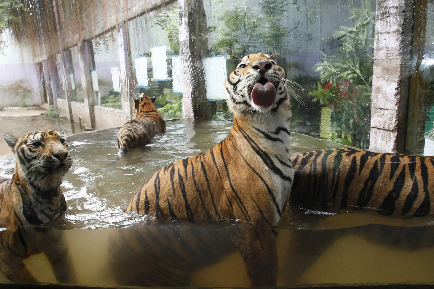 Bengal tigers play in a pool of water at the zoo in Malabon, Philippines on July 11, 2014.