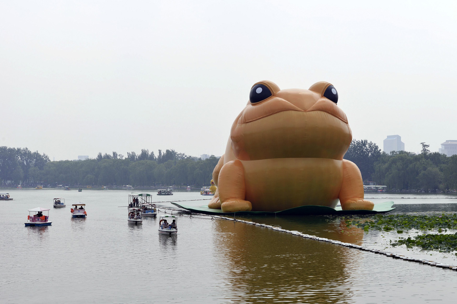 A giant inflatable toad is seen floating on a lake at the Yuyuantan Park in Beijing on July 19, 2014.