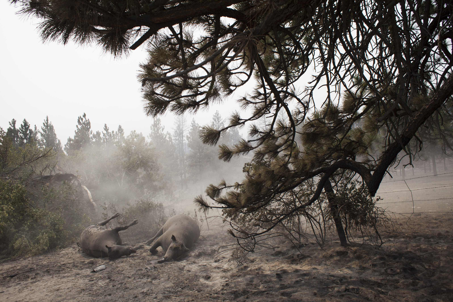 Dust blows over deceased cattle, which fell victim to the Carlton Complex Fire, on ranch land near Malott, Washington