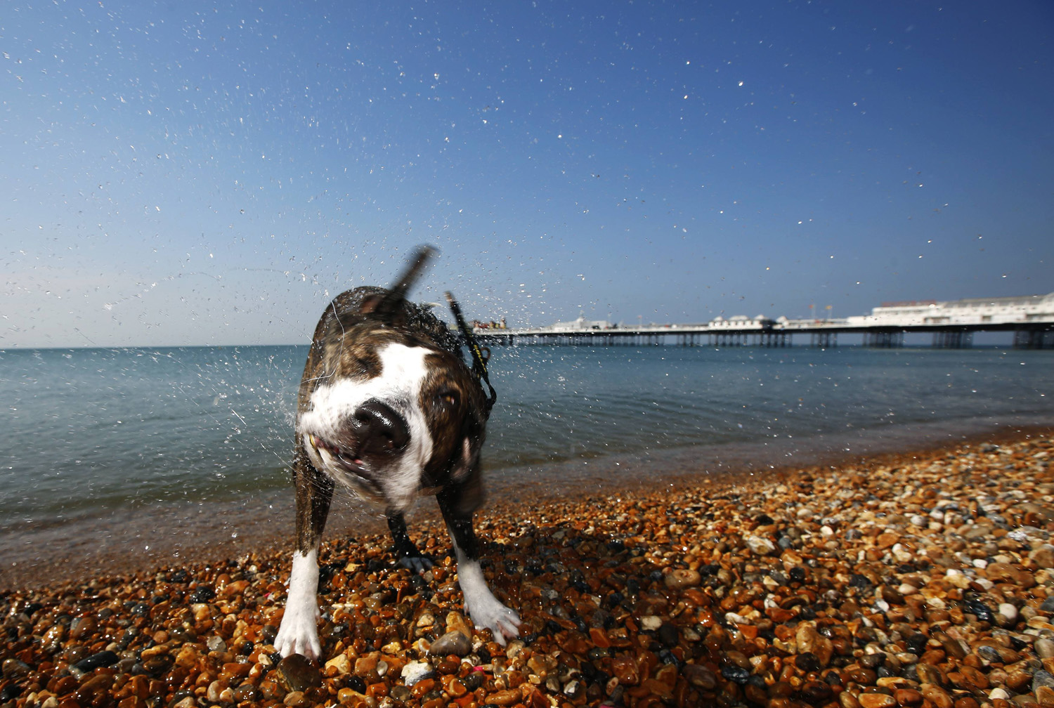 Tosta, a Staffordshire bull terrier cross, shakes off water after a swim in the sea during a hot summer day by Brighton pier in southern England on July 23, 2014.