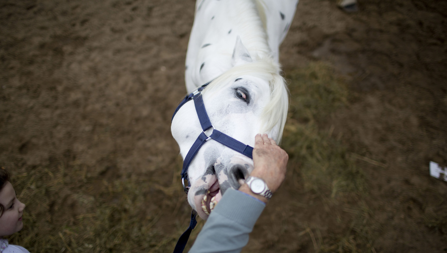 A visitor pets a horse during the Rural Society's annual exposition in Buenos Aires on July 21, 2014.