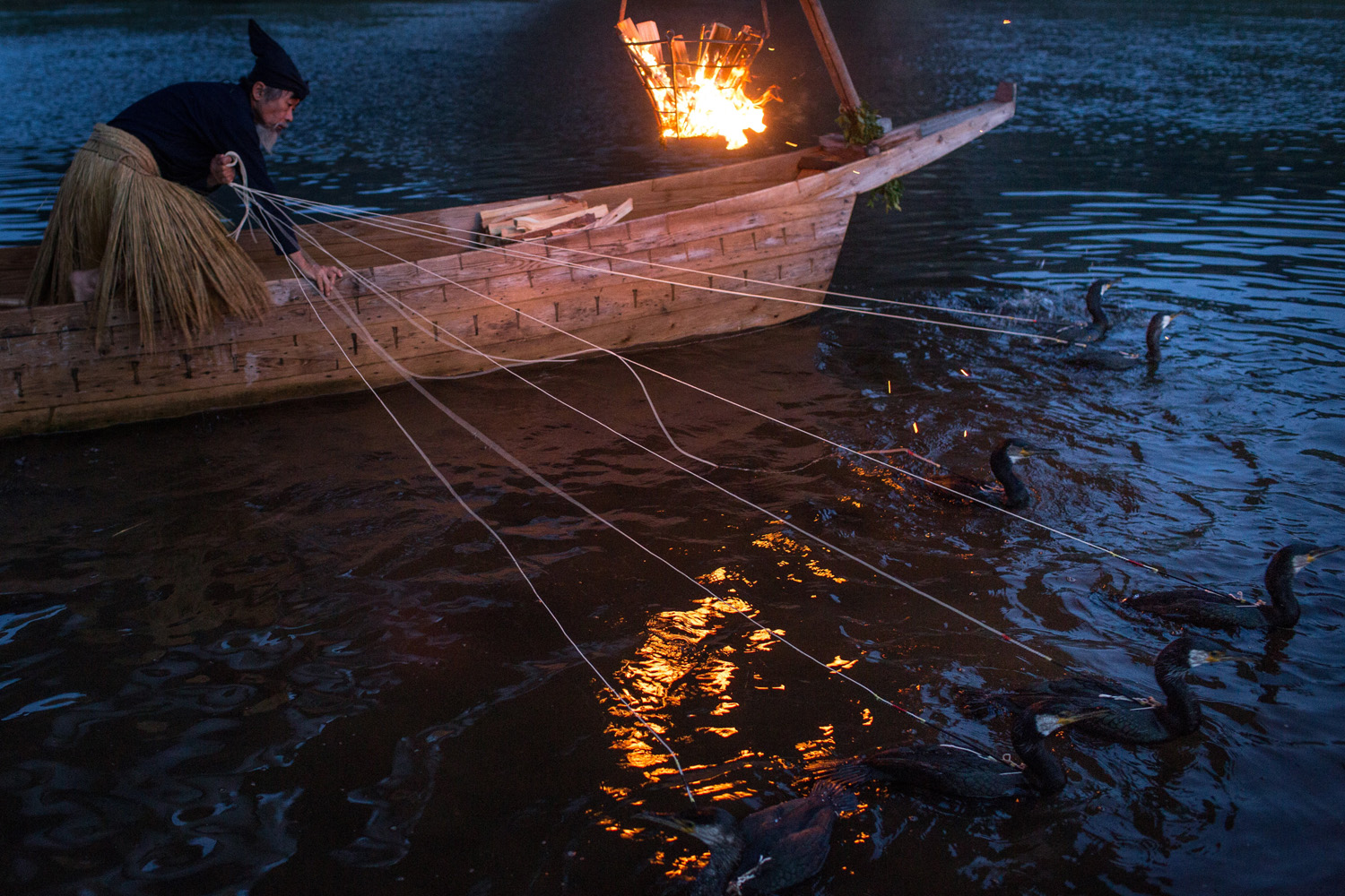 'Ukai' Cormorant Fishing In Nagara River
