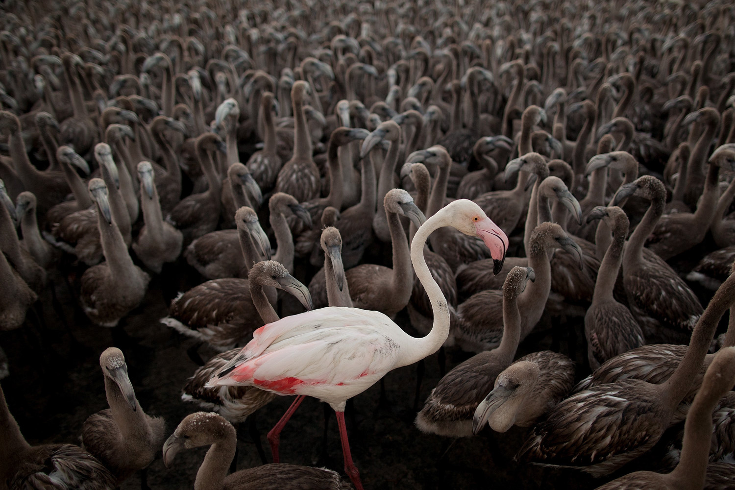 BESTPIX Tagging And Control Operation of Flamingo Chicks