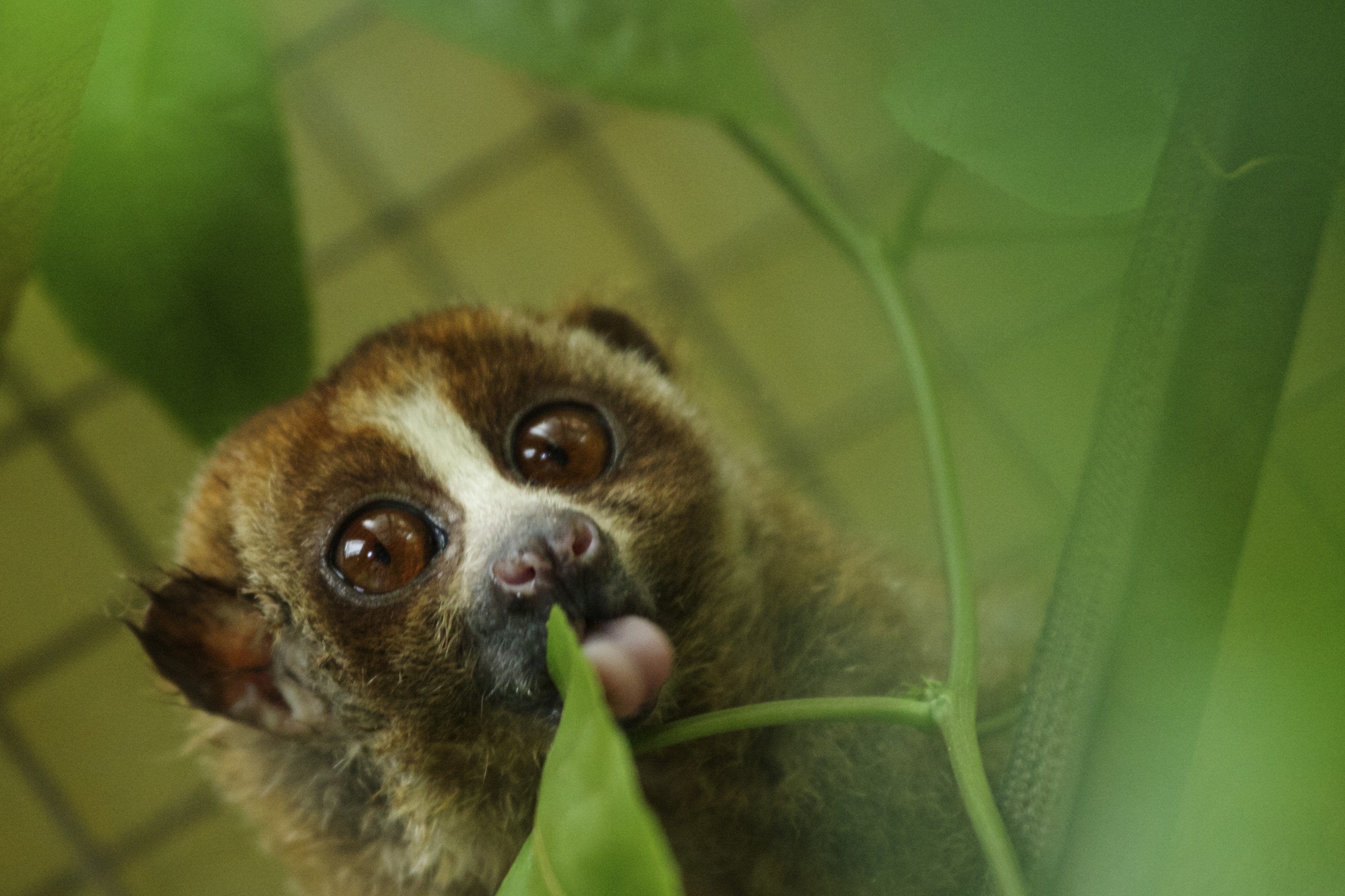 A slow loris in its cage at a sanctuary for the endangered animals, which have been confiscated from individuals or markets that illegally sell them as pets, on February 27, 2014 in Bogor, Indonesia. (Ed Wray—Getty Images)
