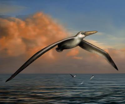 This is a reconstruction of the world's largest-ever flying bird, Pelagornis sandersi, identified by Daniel Ksepka, Curator of Science at the Bruce Museum in Greenwich, Conn. Reconstruction art is by Liz Bradford. (Liz Bradford)