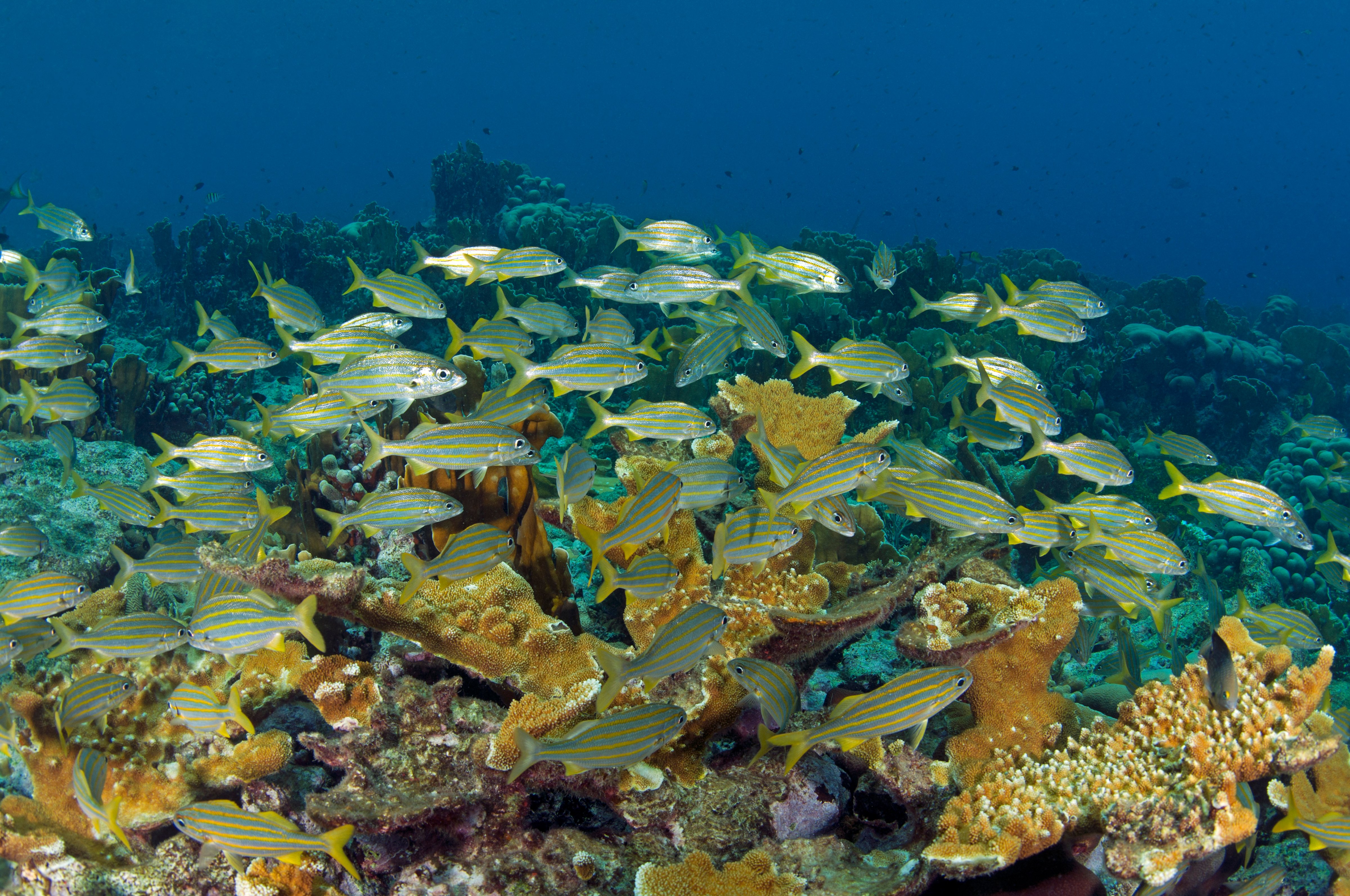School of smallmouth grunts (Haemulon chrysargyreum) over the coral reef Curacao, Netherlands Antilles