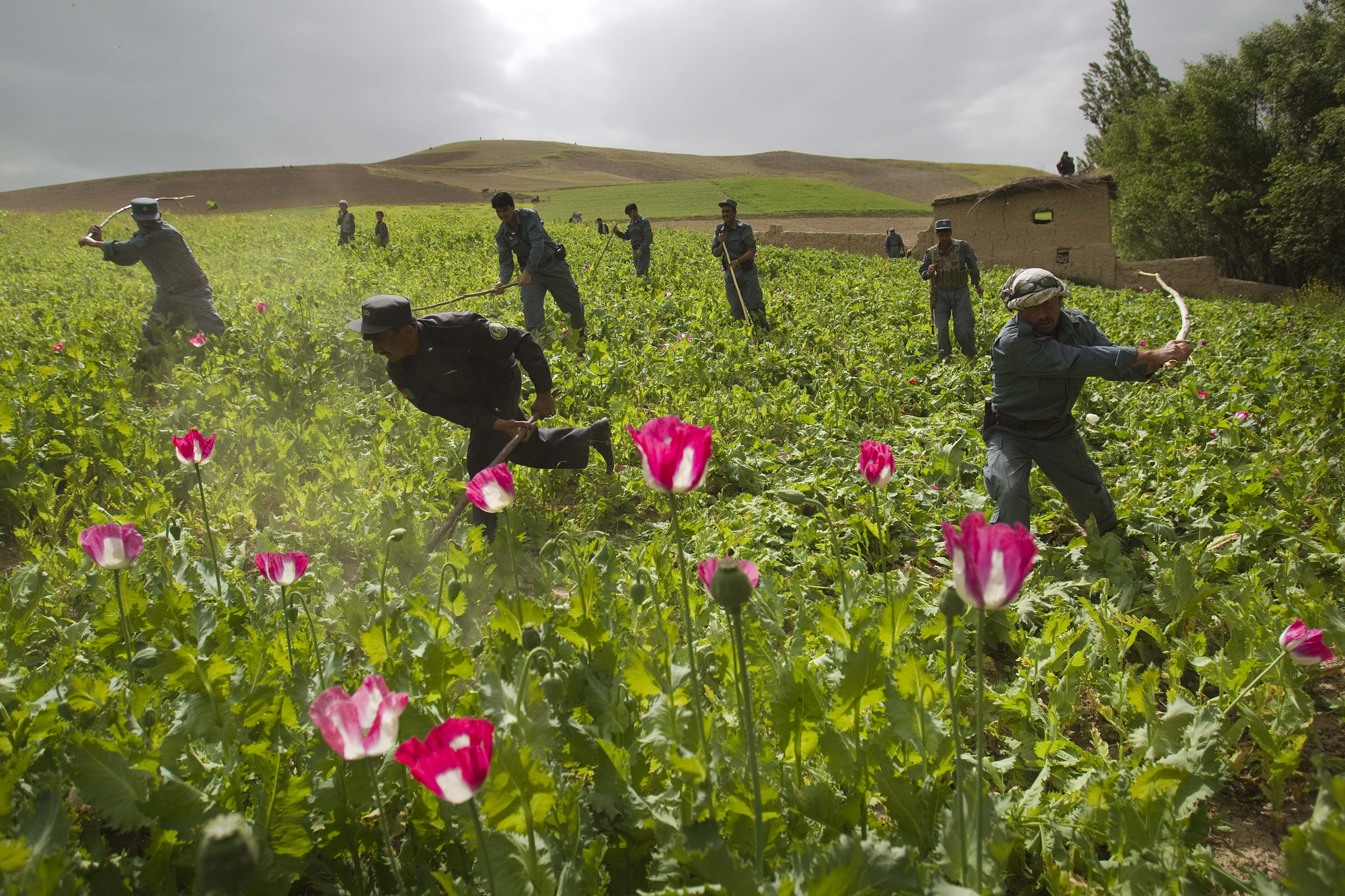 Afghan police use sticks to destroy a poppy field in Badakhshan Province. Despite such efforts, Afghanistan is the world's top opium supplier, June 2, 2010.
