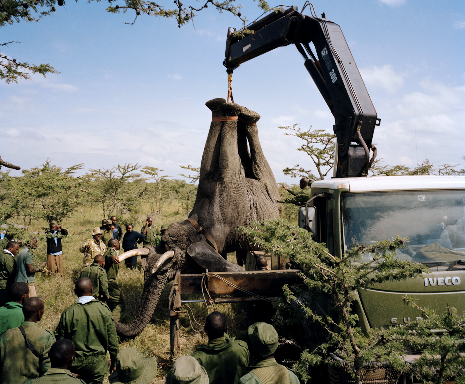 Wildlife rangers prepare to relocate a troublesome elephant from the 
                      Ol Pejeta Conservancy to Meru National Park (David Chancellor—INSTITUTE)