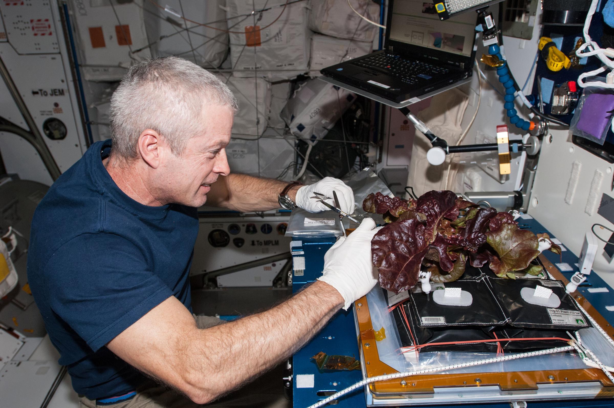 In the International Space Station's Harmony node, NASA astronaut Steve Swanson harvests a crop of red romaine lettuce plants that were grown from seed inside the station's Veggie facility,