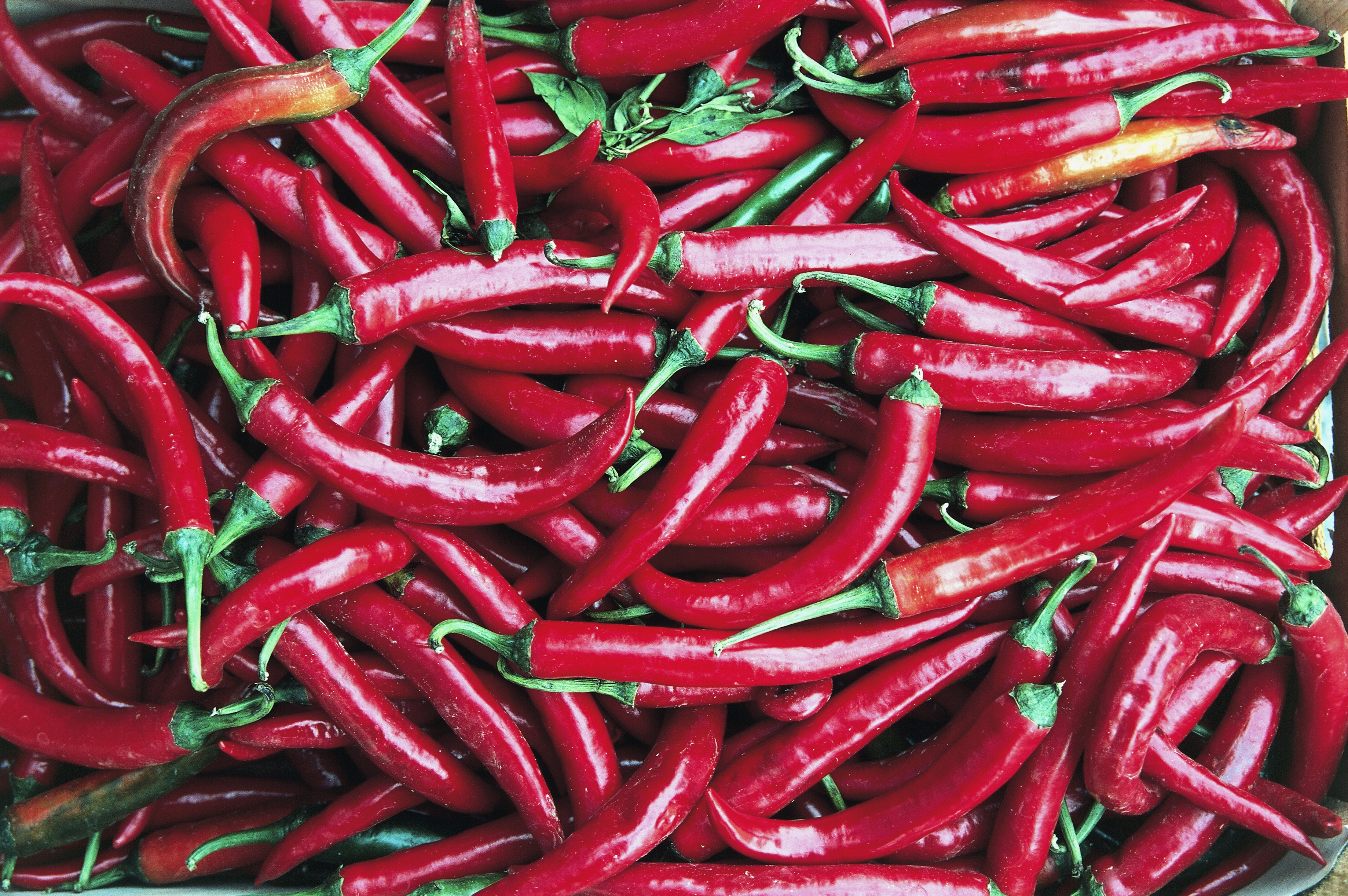 Spicy chili, Salento, Apulia, Italy in March 2014.