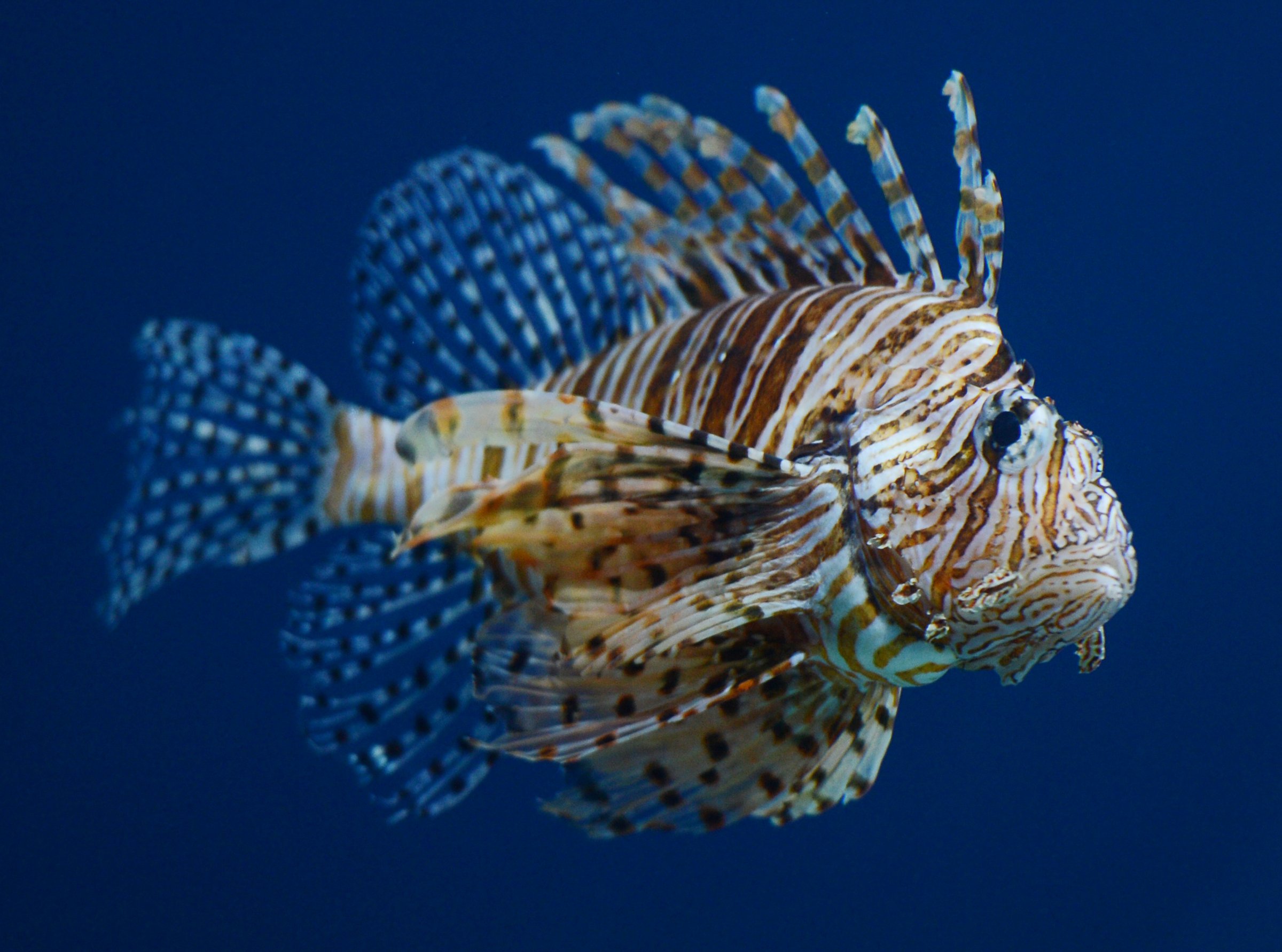 A winged lionfish at the Beijing Aquarium on May 30, 2012.