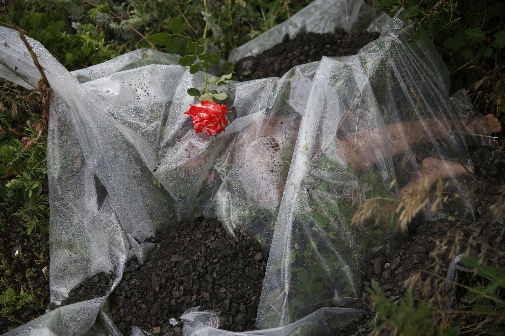 A rose lies on a plastic sheet covering a victim of a Malaysian Airlines Boeing 777 plane which was downed on Thursday near the village of Rozsypne, in the Donetsk region July 18, 2014.