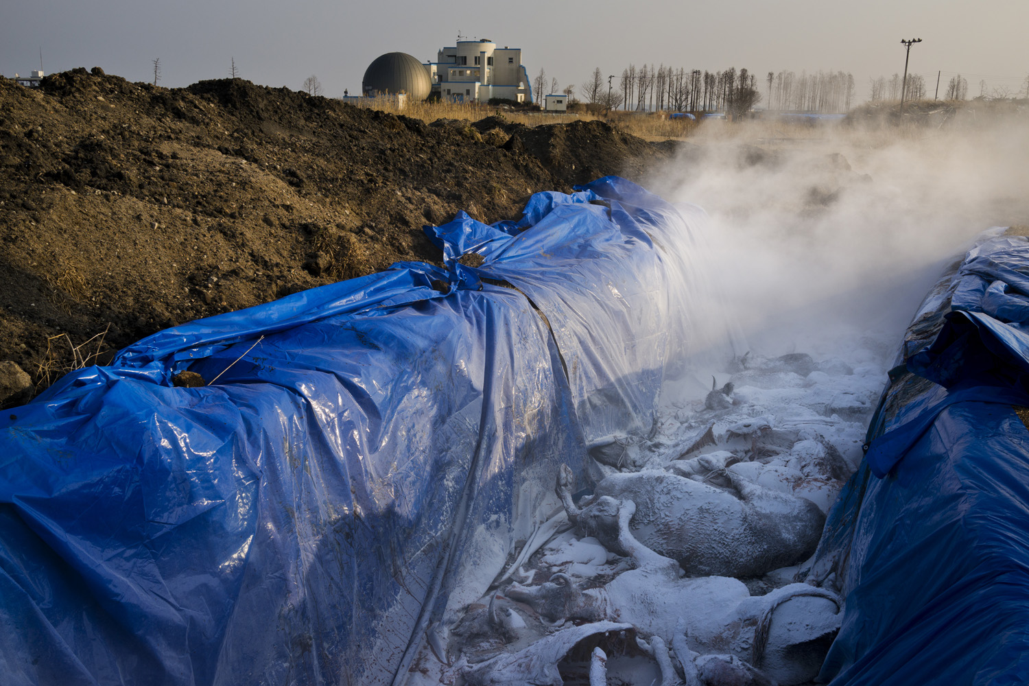Japan, Namie, 2014. A dozen cow remains are piled in a large pit among thousands of other cow carcasses buried inside the exclusion zone a few kilometers from the Fukushima Daiichi Nuclear Power Station.
