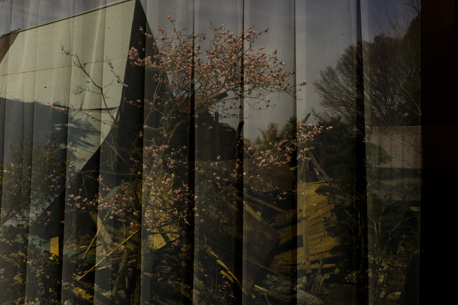 Japan, Namie, 2011. A cherry blossom tree is reflected on a window of a destroyed house inside the 20-kilometer exclusion zone around the damaged Fukushima Daiichi Nuclear Power Station. Residents had to leave in a hurry as radiation reached dangerously high levels following the meltdown and explosion at the plant.