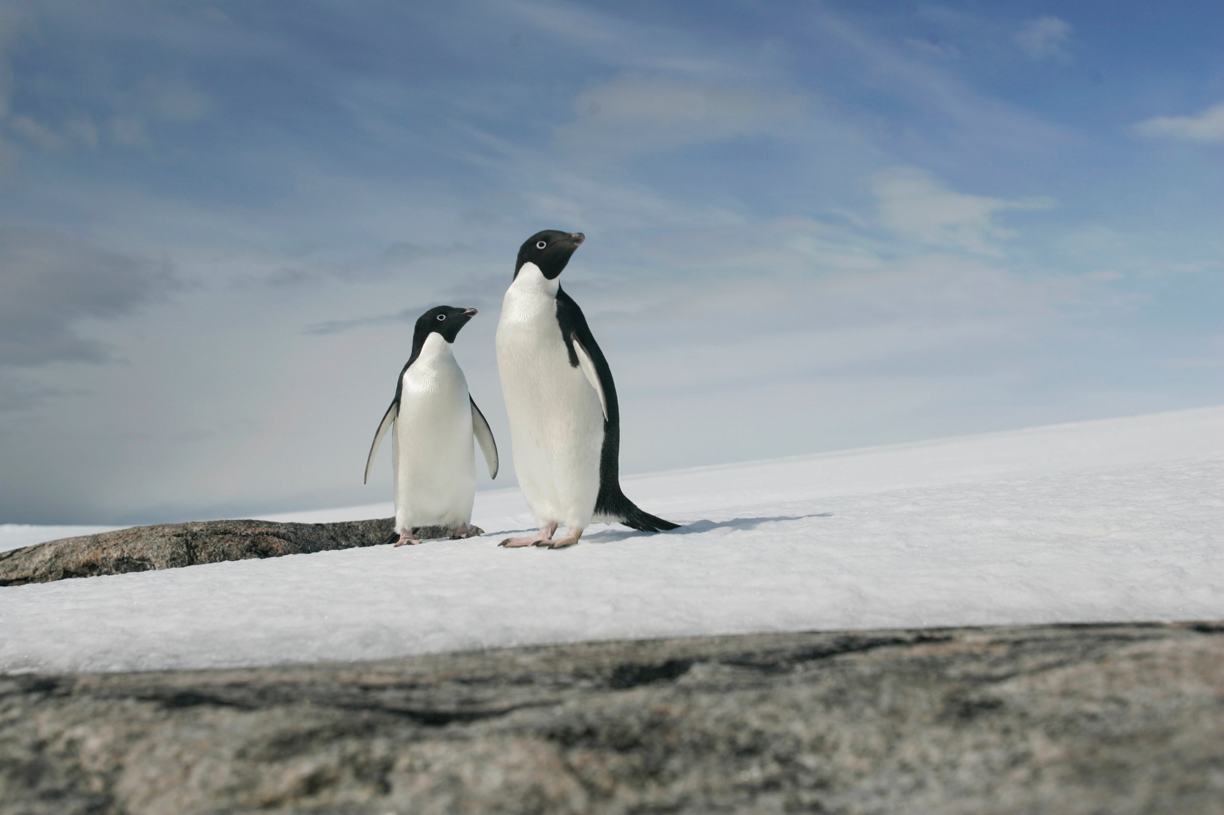 A pair of Adelie penguins are pictured at Cape Denison, Commonwealth Bay, East Antarctica on Dec. 28, 2009.