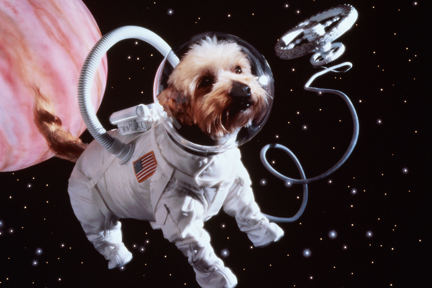Unlike this stock photo, your pet's cremated remains would be sent to space in capsules. (Getty Images)