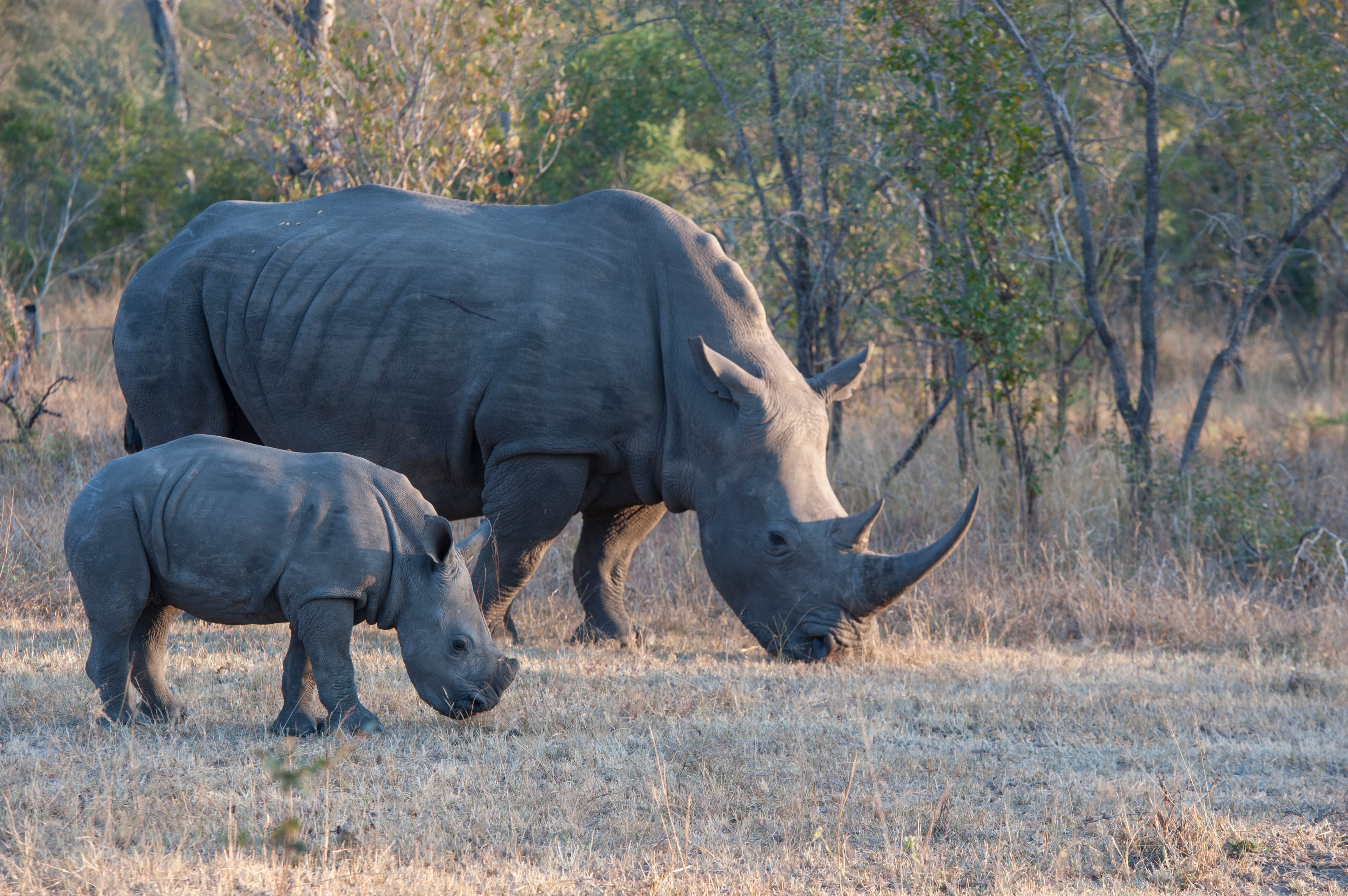 Goodbye to all that: millions of Earth's species, like the white rhino, are no match for the one species that considers itself the smartest (Getty Images)