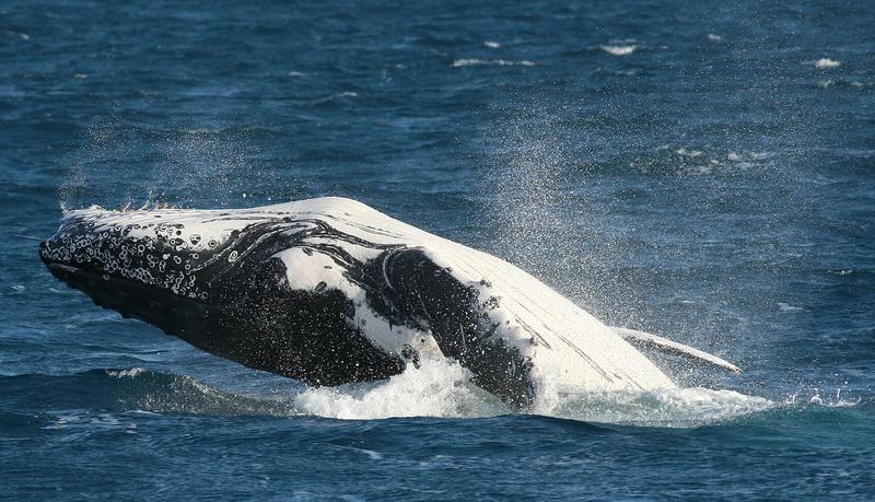 A humpback whale breaches the surface off the East Coast of Australia on Aug. 7, 2006 (Russell Boyce—Reuters)