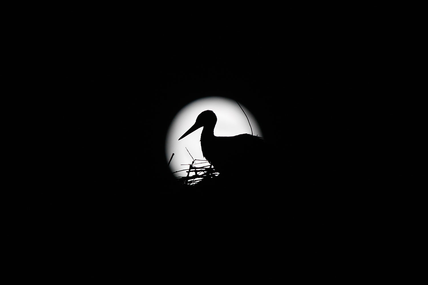 A stork is silhouetted against the Supermoon in its nest in downtown Arriate