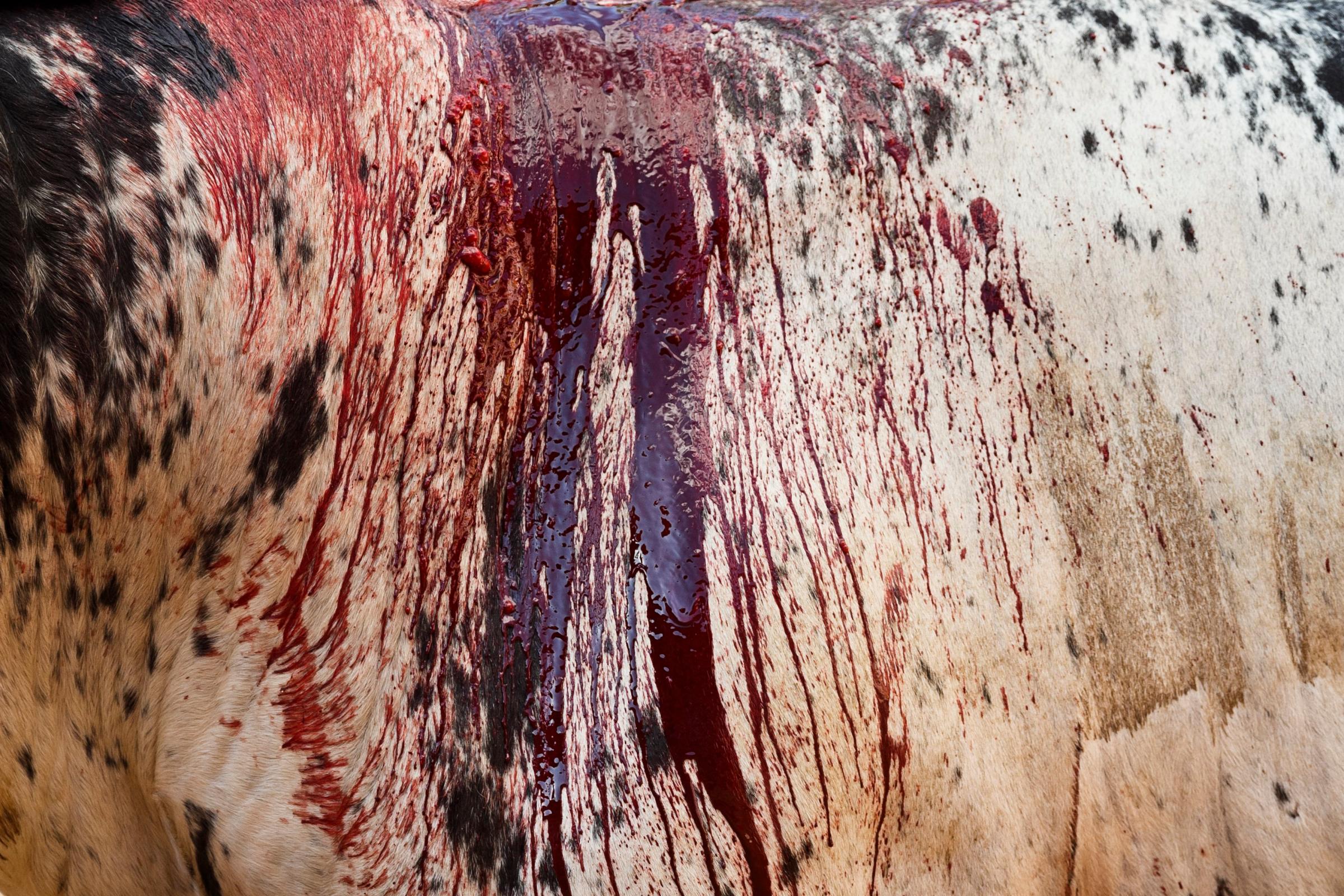 A Torrestrella ranch fighting bull bleeds during a bullfight of the San Fermin festival, in Pamplona, Spain on July 7, 2014.