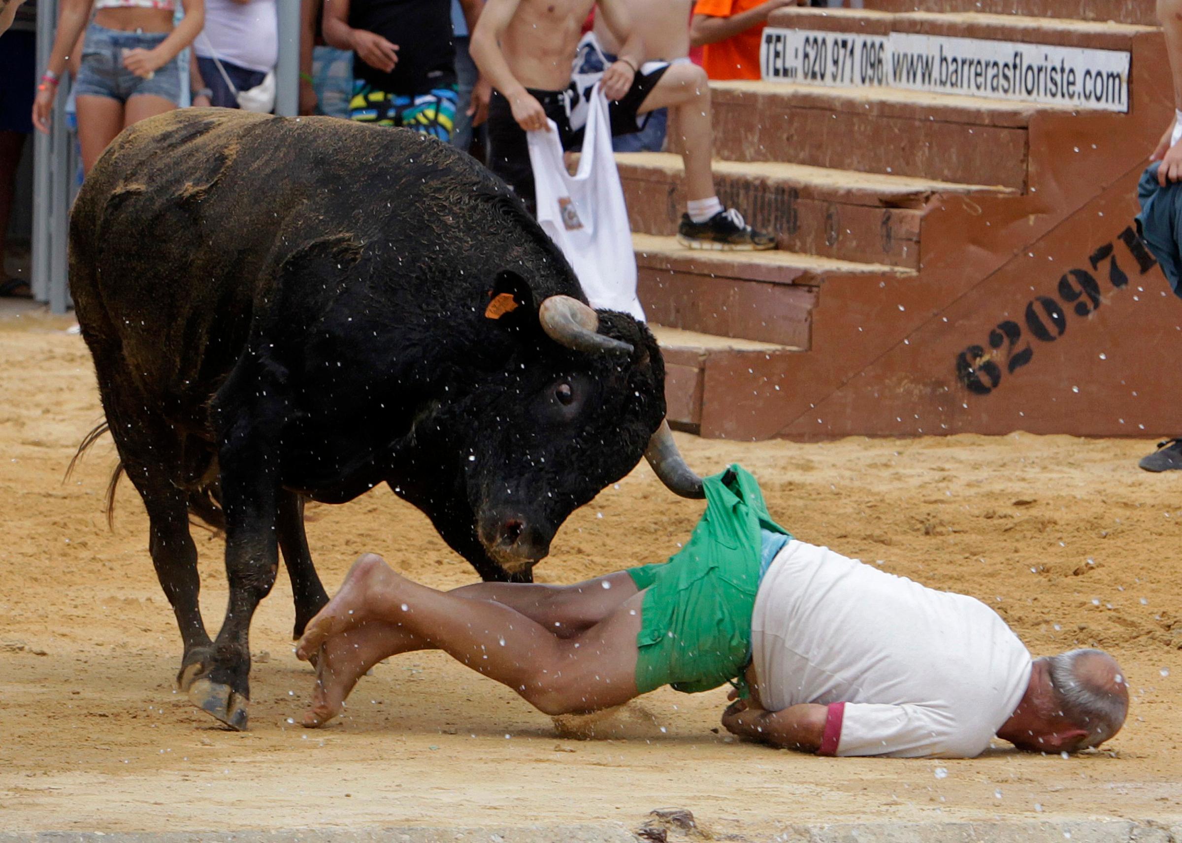 A reveller gets gored by a bull during the "Bous a la Mar" festival in Denia