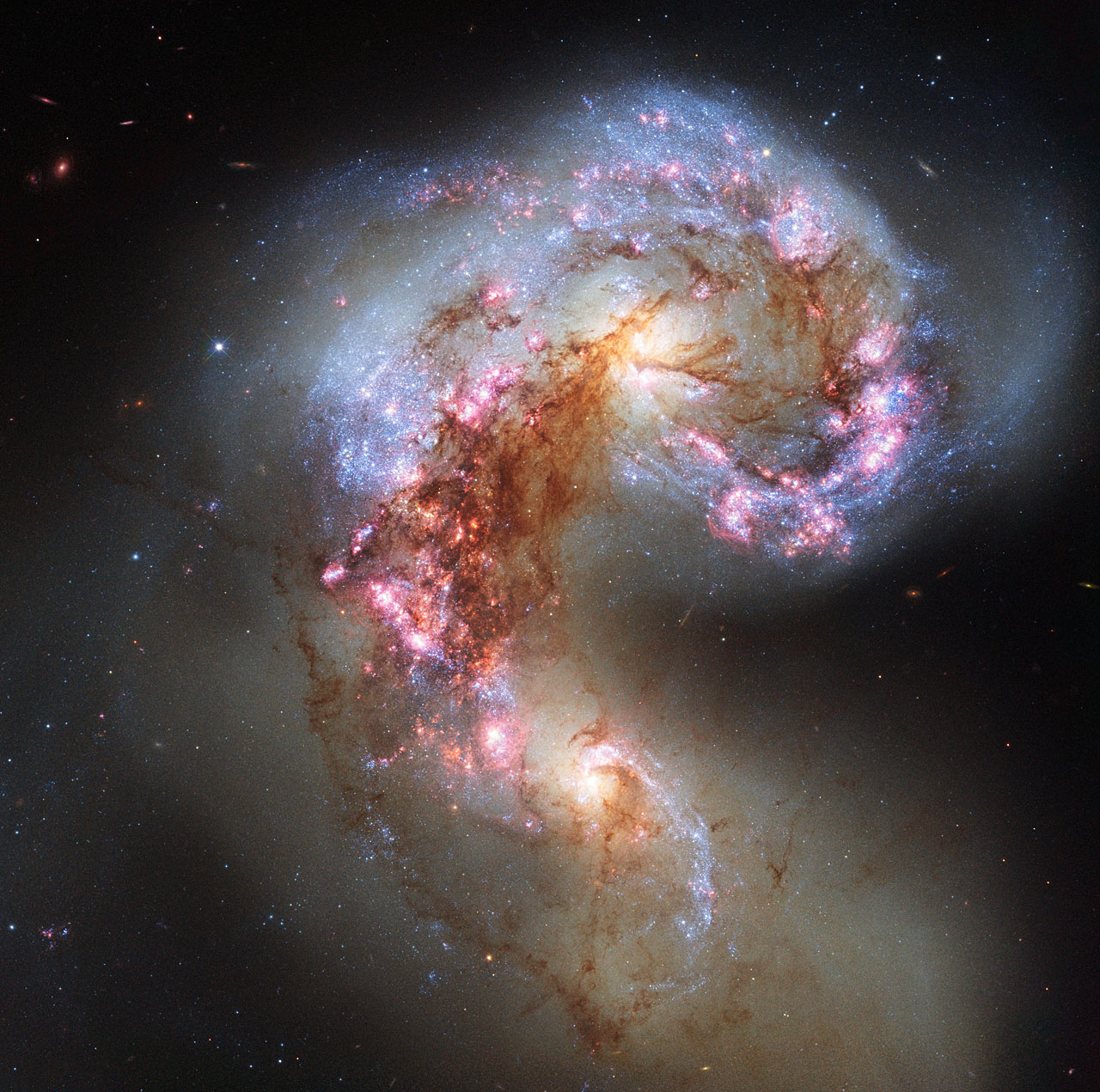 The rate of star formation is so high that the Antennae Galaxies are said to be in a state of starburst, a period in which all of the gas within the galaxies is being used to form stars.  Clouds of gas are seen in bright pink and red, surrounding the bright flashes of blue star-forming regions.