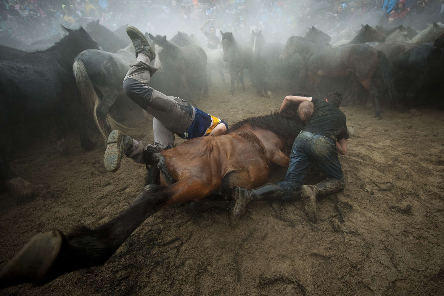 "Aloitadores" (fighters) struggle with a wild horse during the "Rapa Das Bestas" (Shearing of the Beasts) traditional event in Sabucedo, Spain on July 5, 2014.