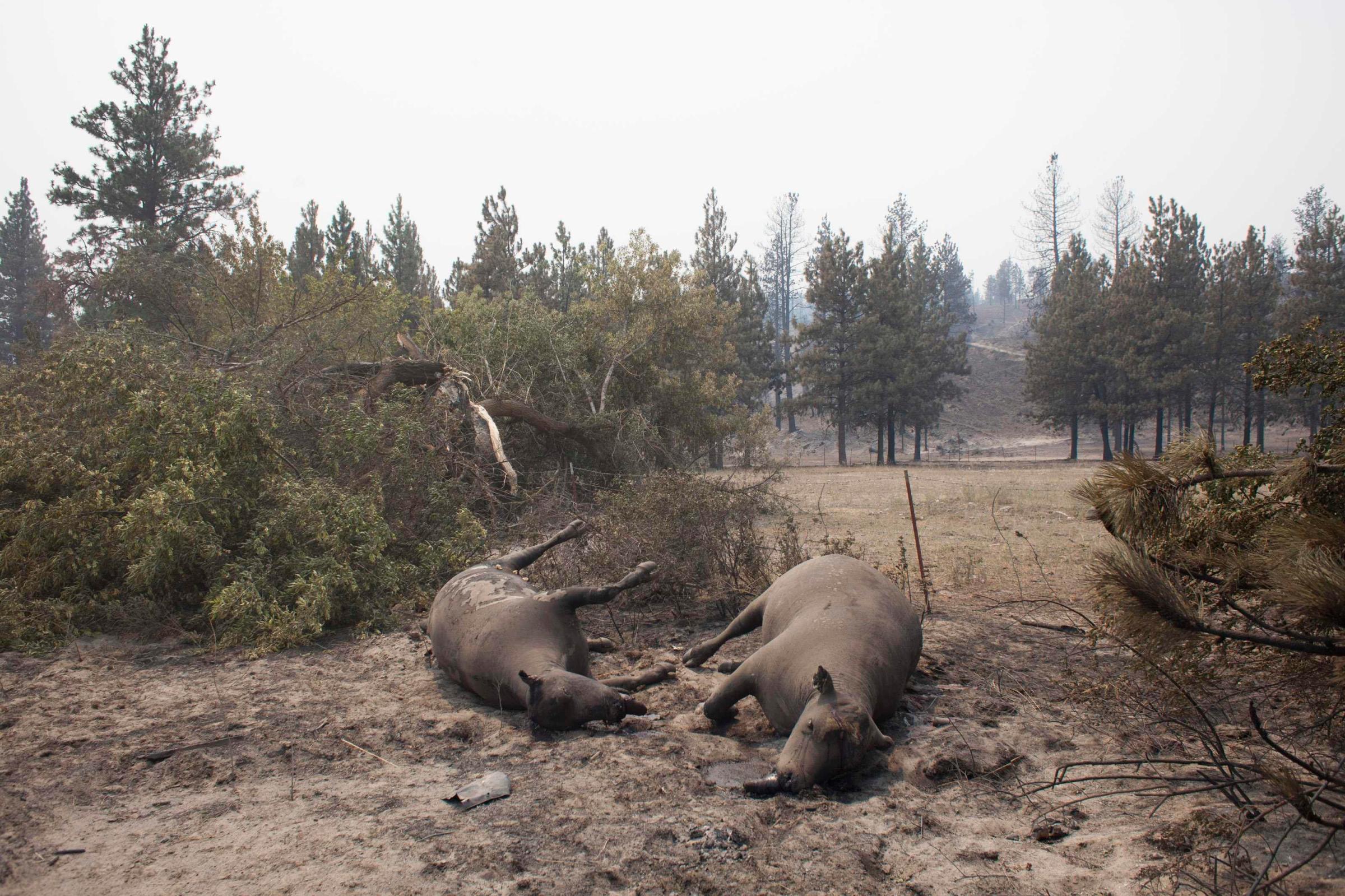 Deceased cattle, which fell victim to the Carlton Complex Fire, are pictured on ranch land near Malott, Washington