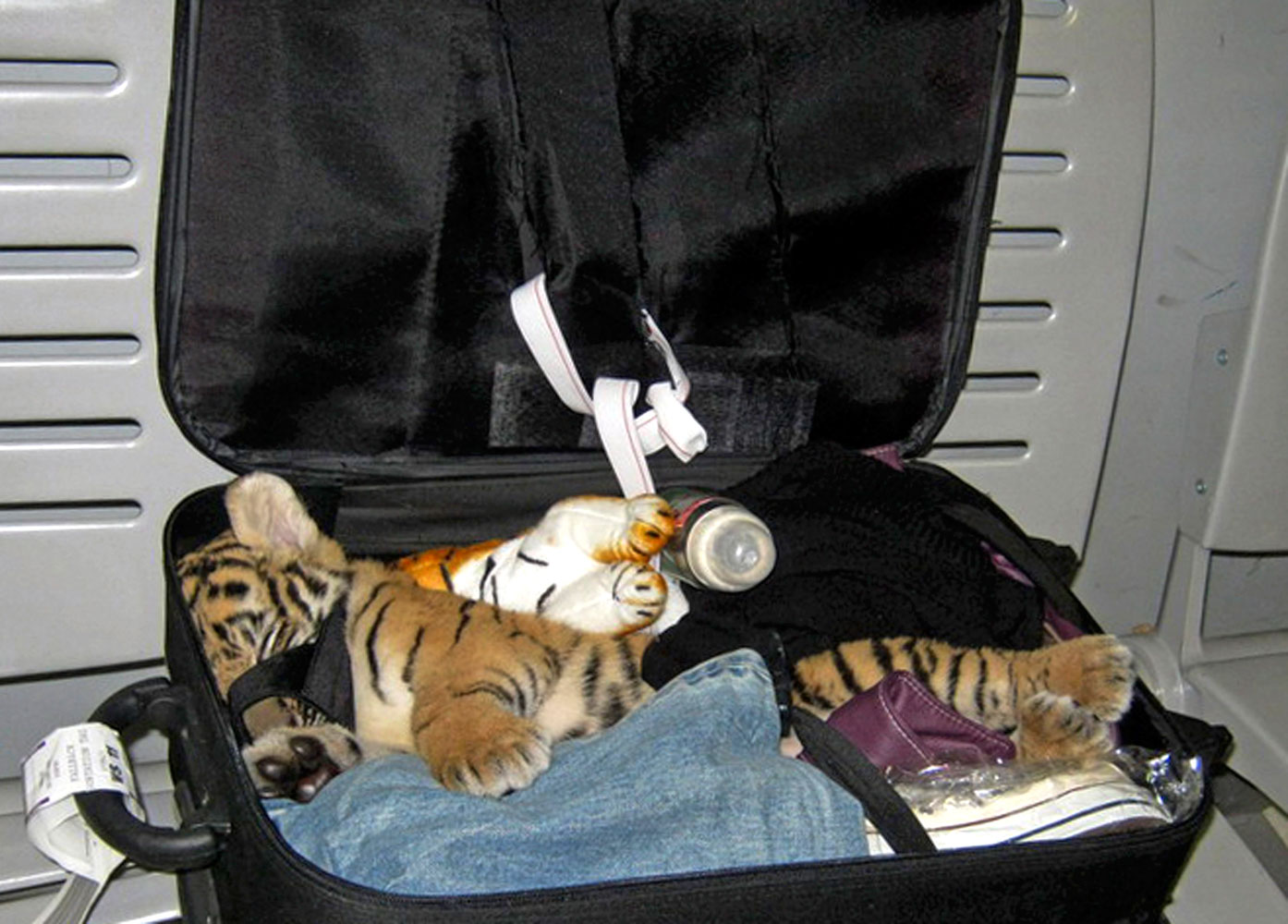 Thailand Tiger Luggage