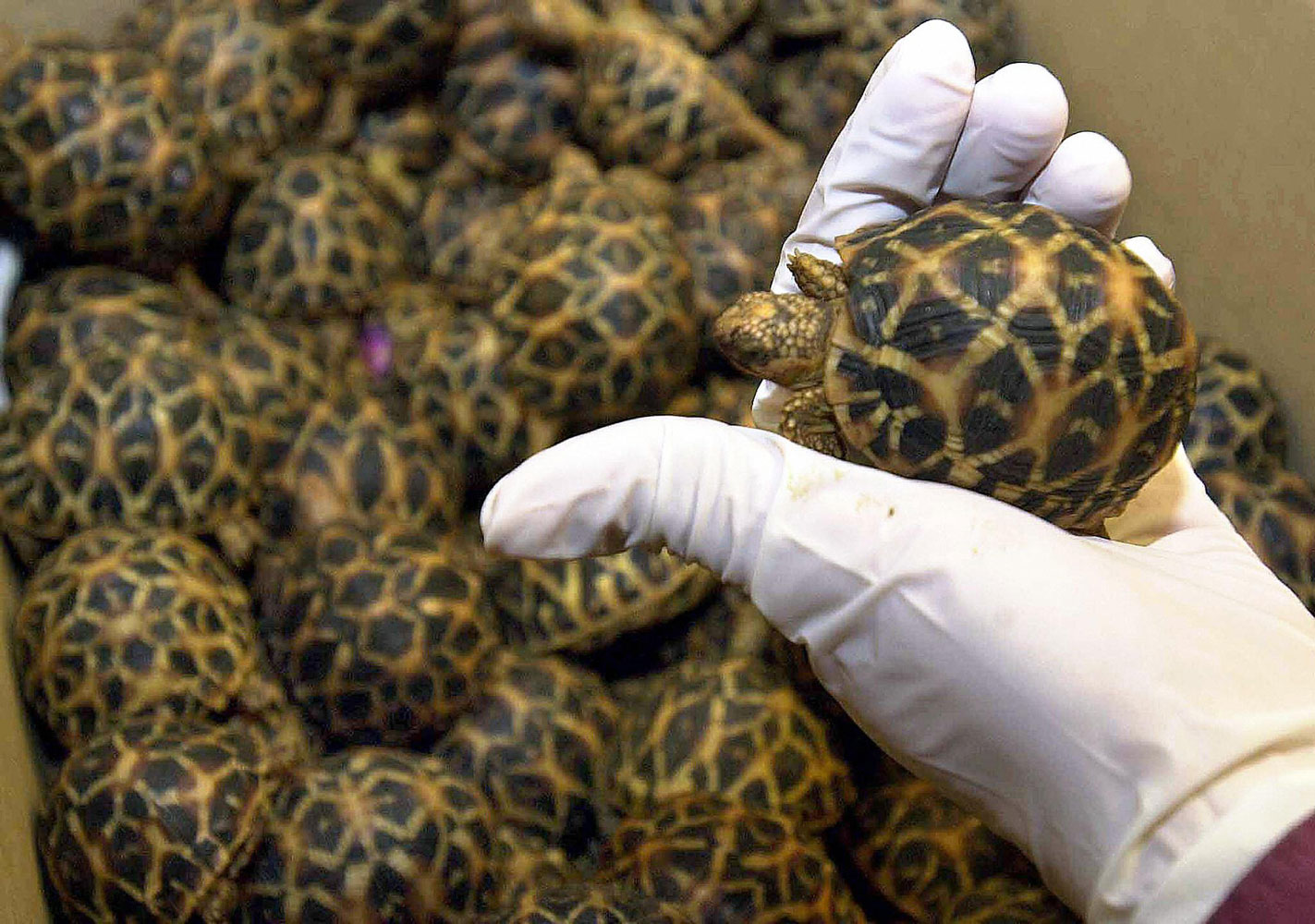 An officer from Singapore's Immigration and Custom Authority  holds one of many star tortoise which were found in the hand luggage of an Indian national at Singapore's Changi Airport on Sept. 15, 2003.  An Indian national was apprehended for illegal possessing 499 endangered star tortoises.