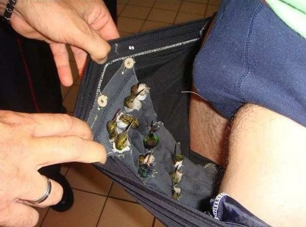 A Dutch traveller was caught trying to smuggle more than a dozen live hummingbirds in special pouches sewn into the inside of his underwear at Rochambeau airport on Sept, 28, 2011 in Cayenne, French Guiana. The birds were individually wrapped in cloth and taped up to prevent them from escaping.